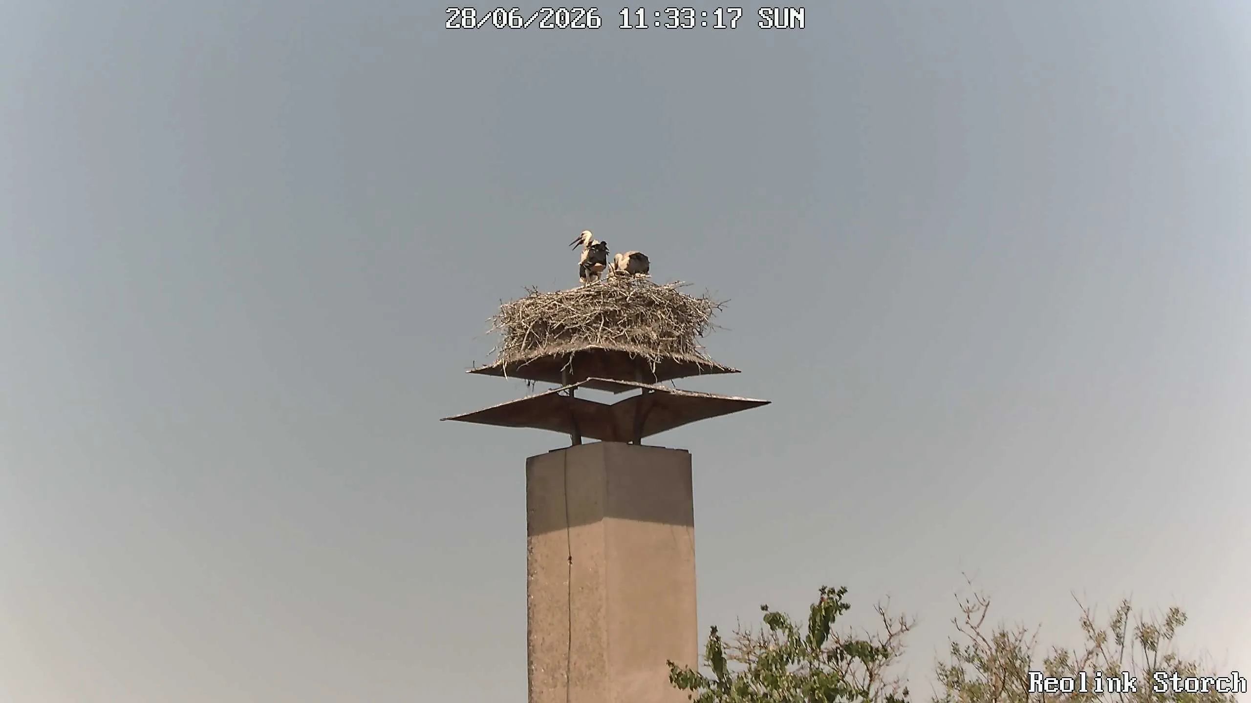 Storchencam Bild