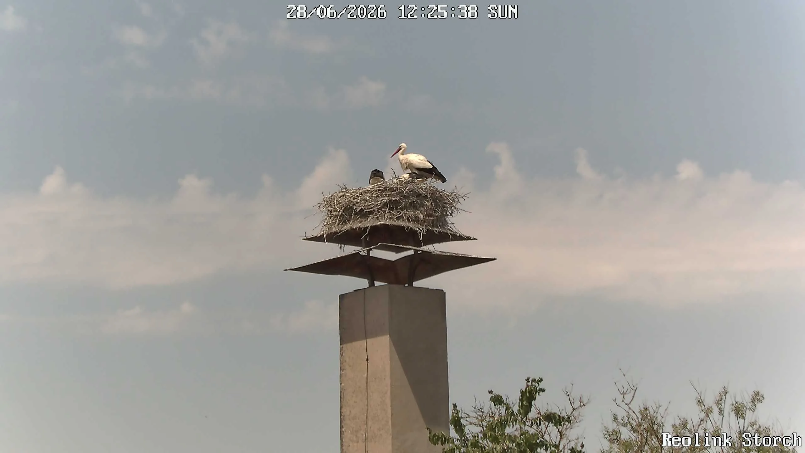 Storchencam Bild