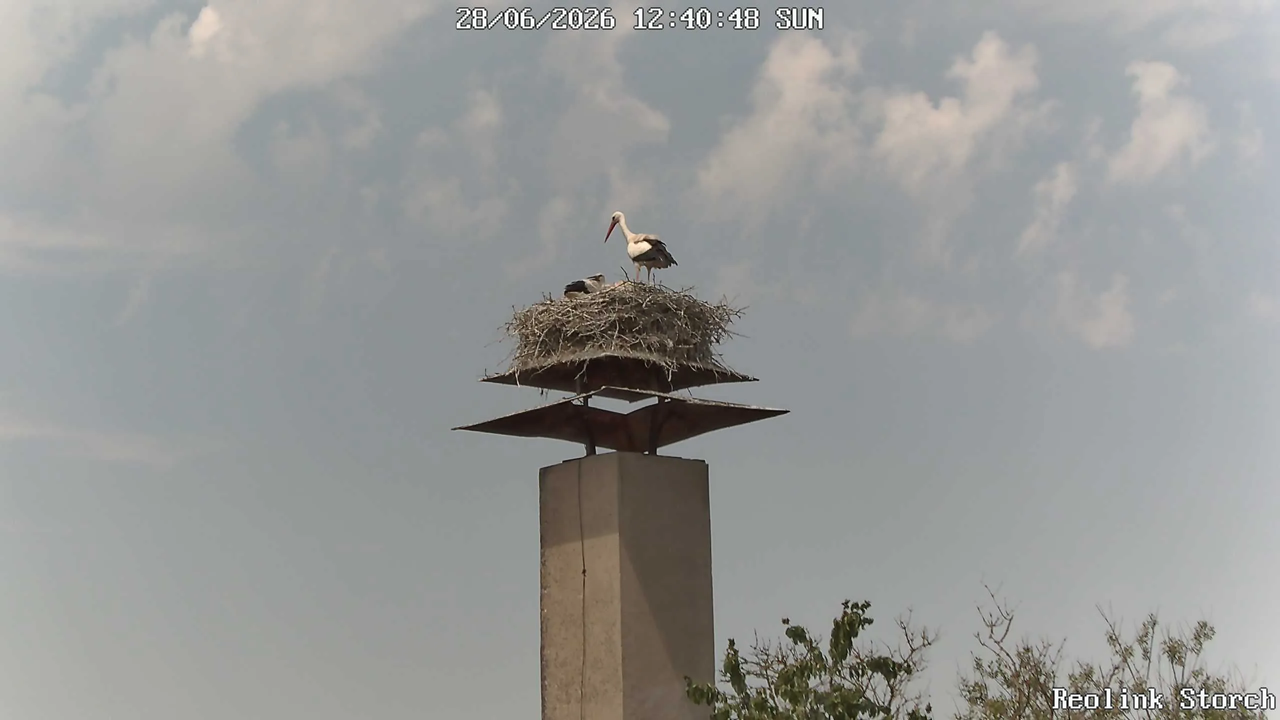 Storchencam Bild