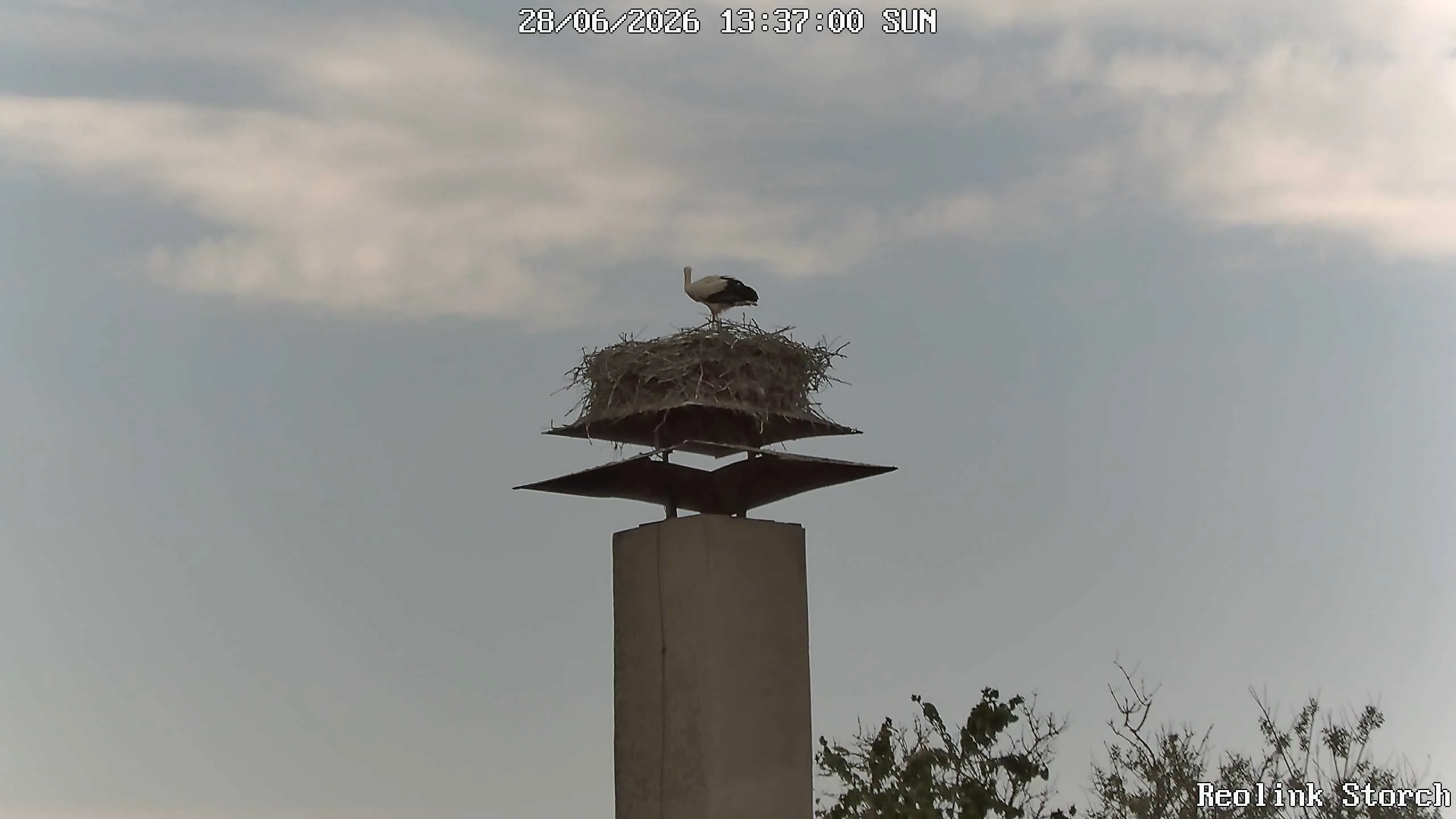 Storchencam Bild