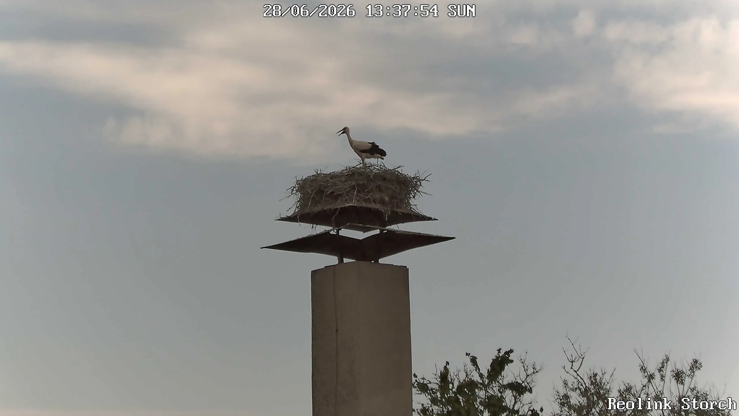 Storchencam Bild