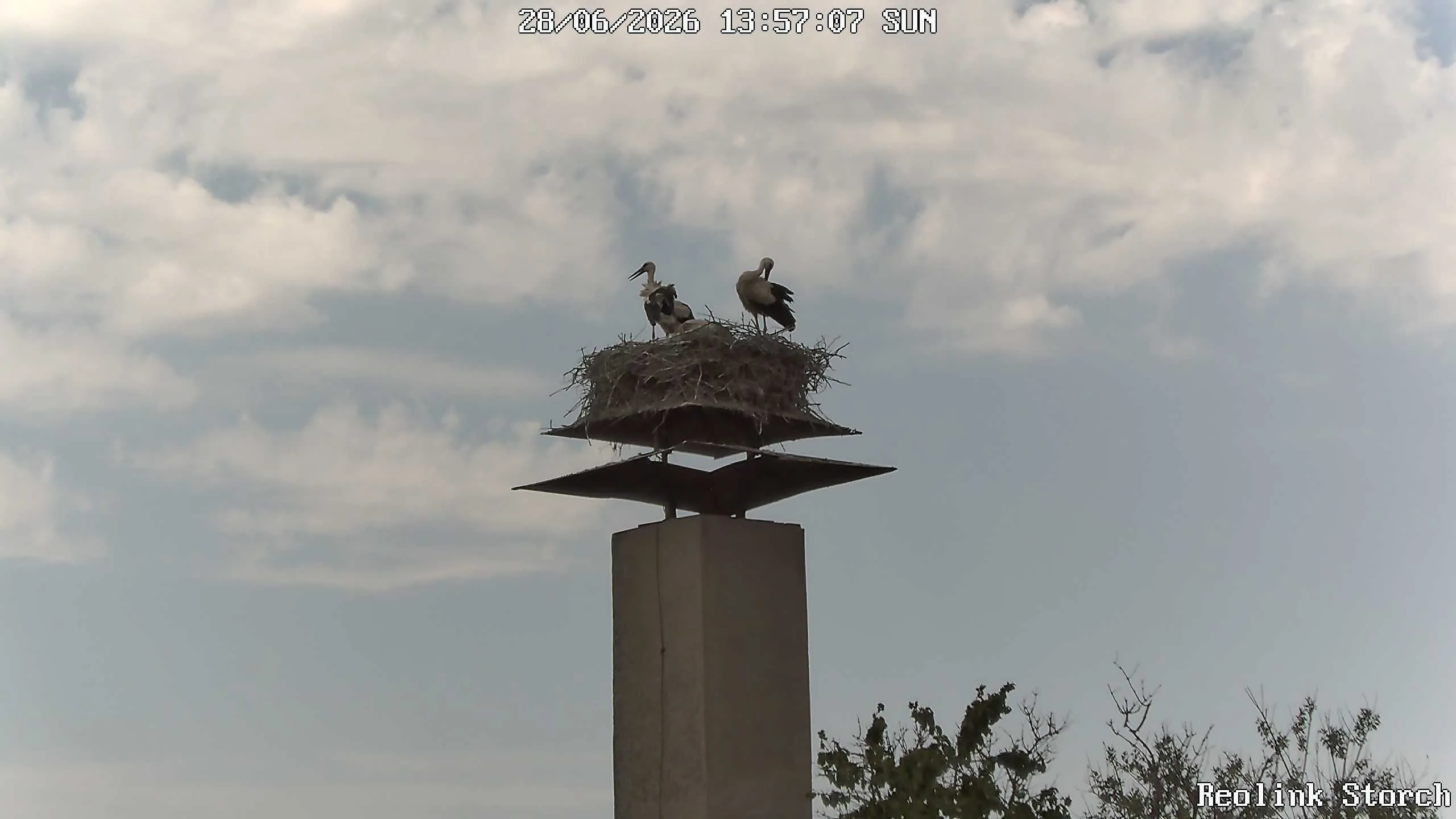 Storchencam Bild
