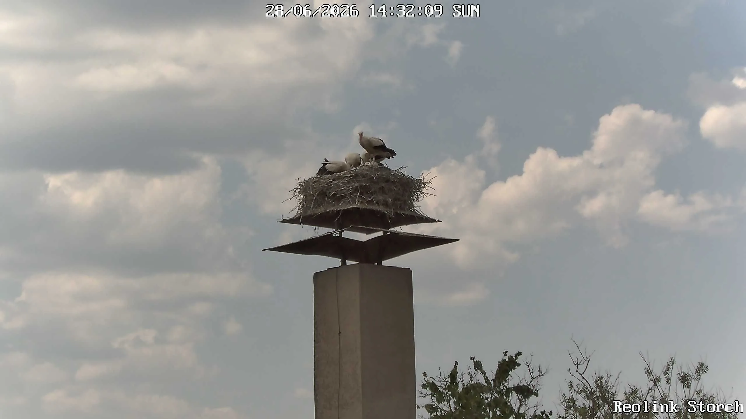 Storchencam Bild