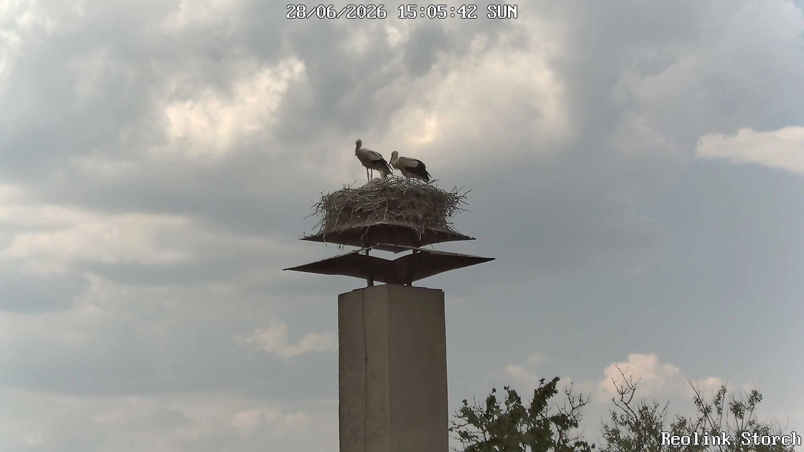 Storchencam Bild