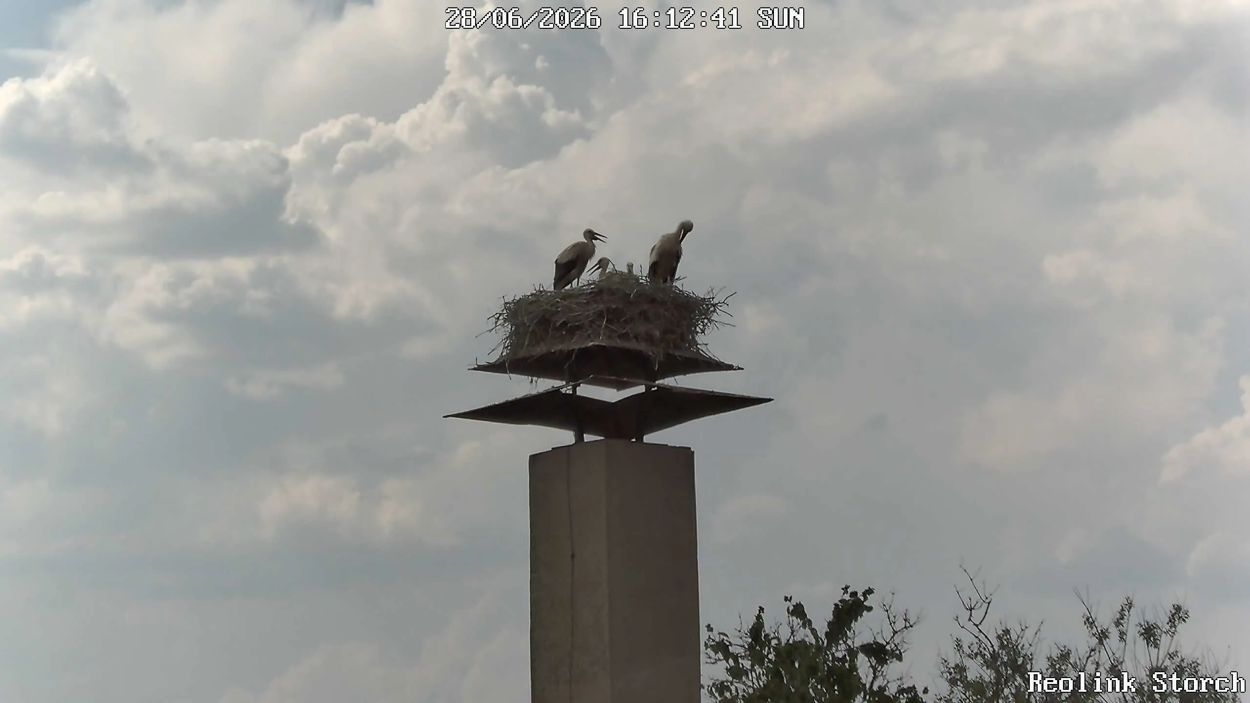 Storchencam Bild