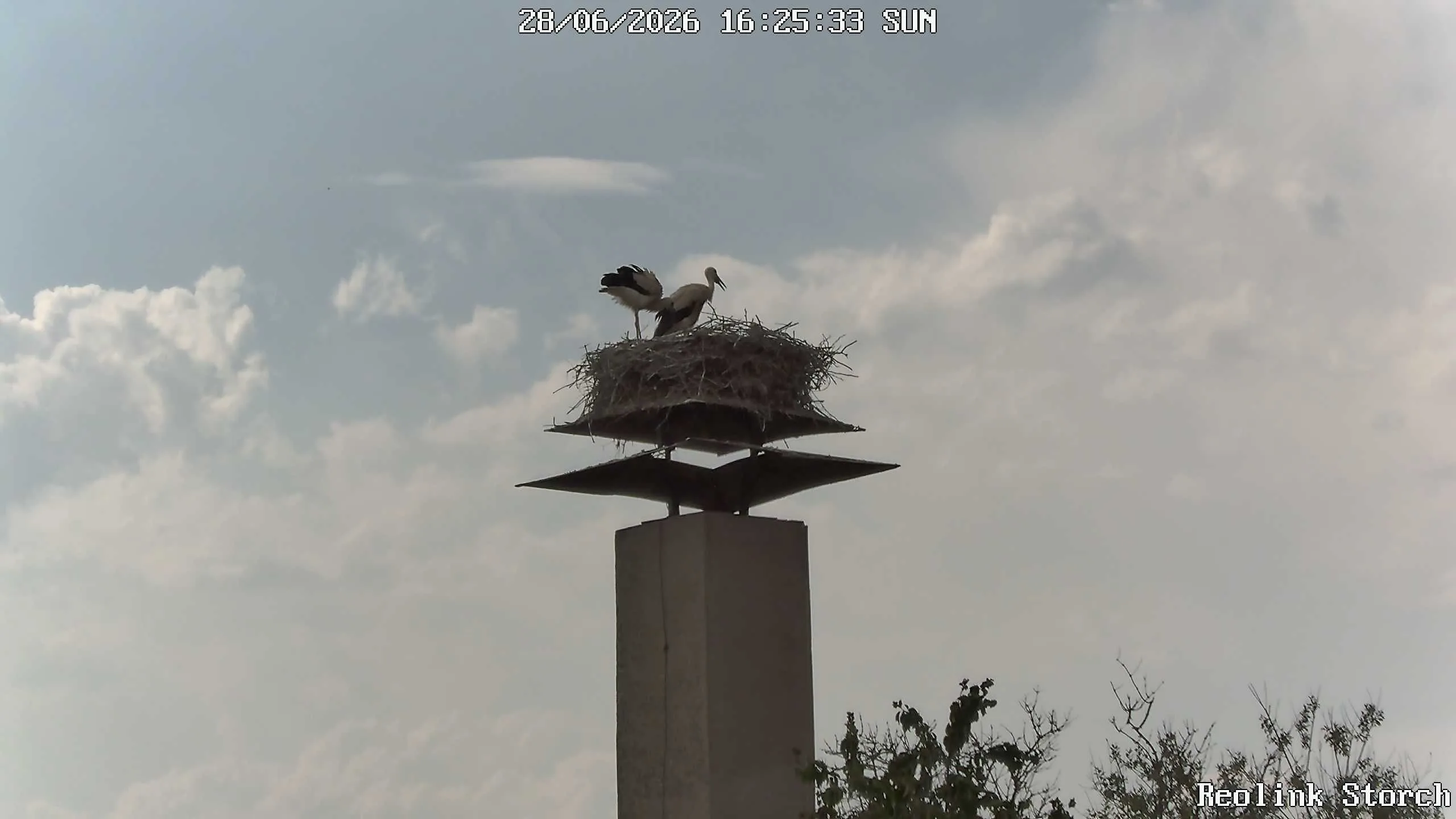 Storchencam Bild