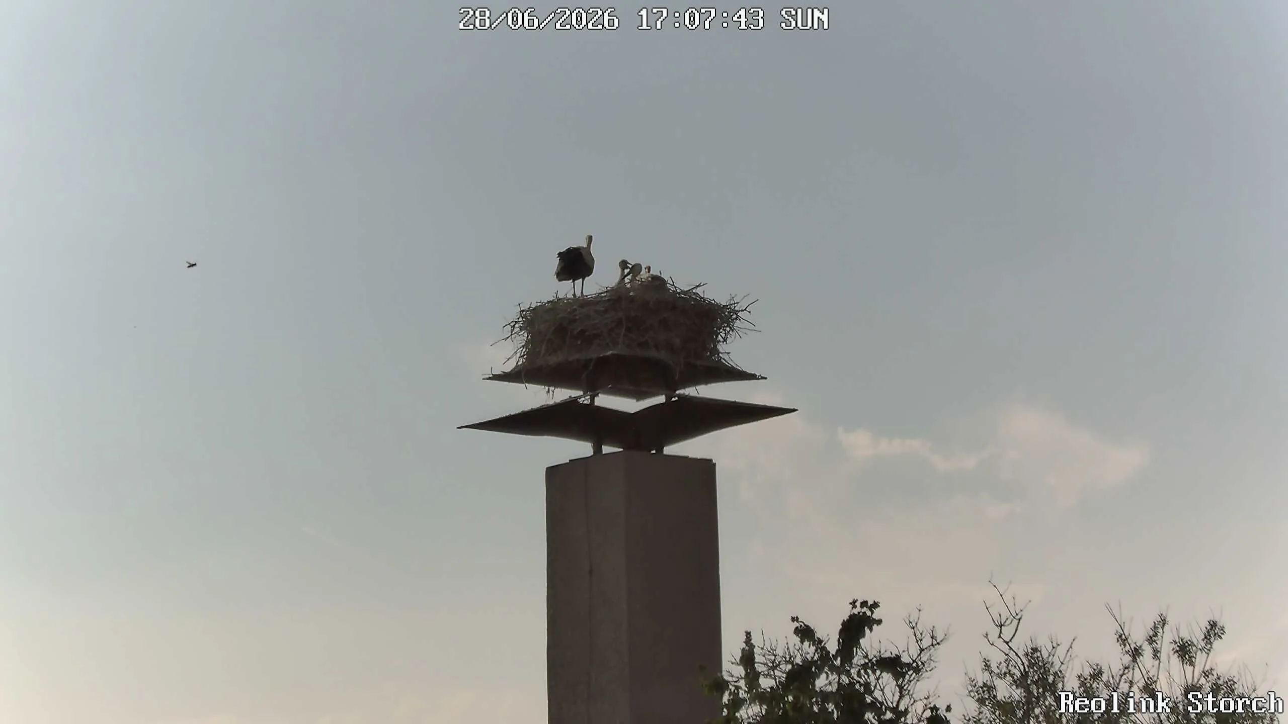 Storchencam Bild
