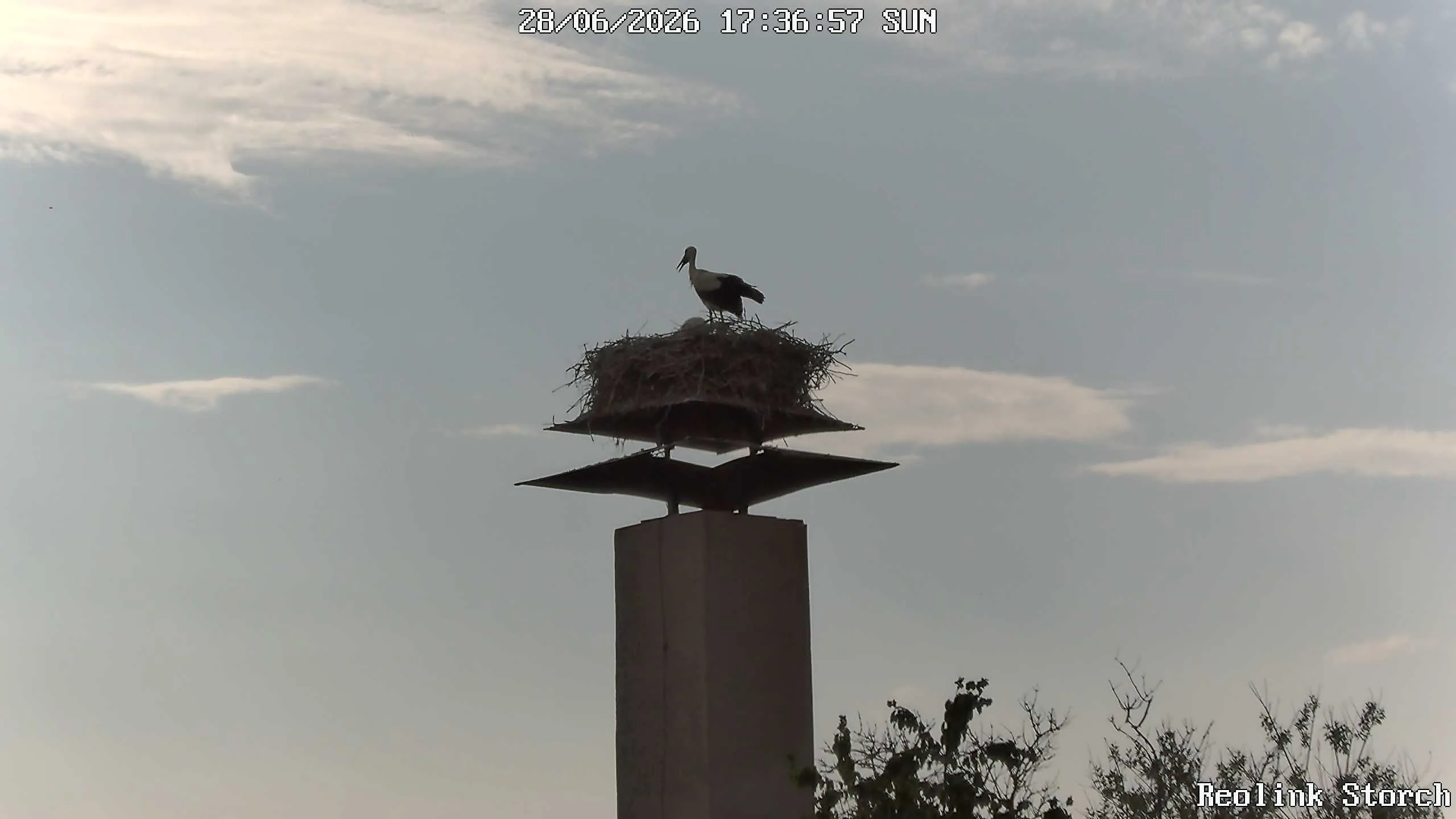 Storchencam Bild