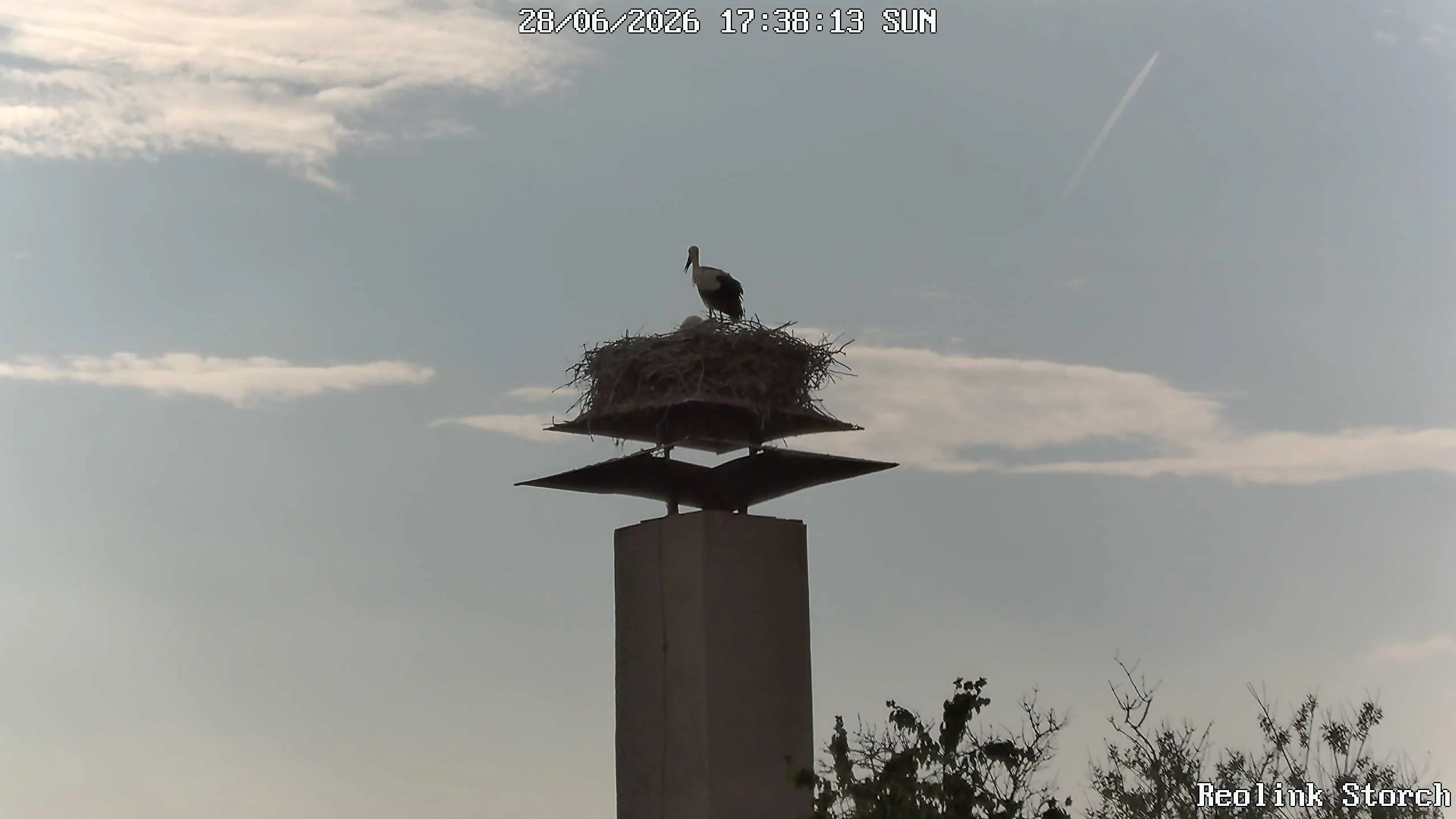 Storchencam Bild
