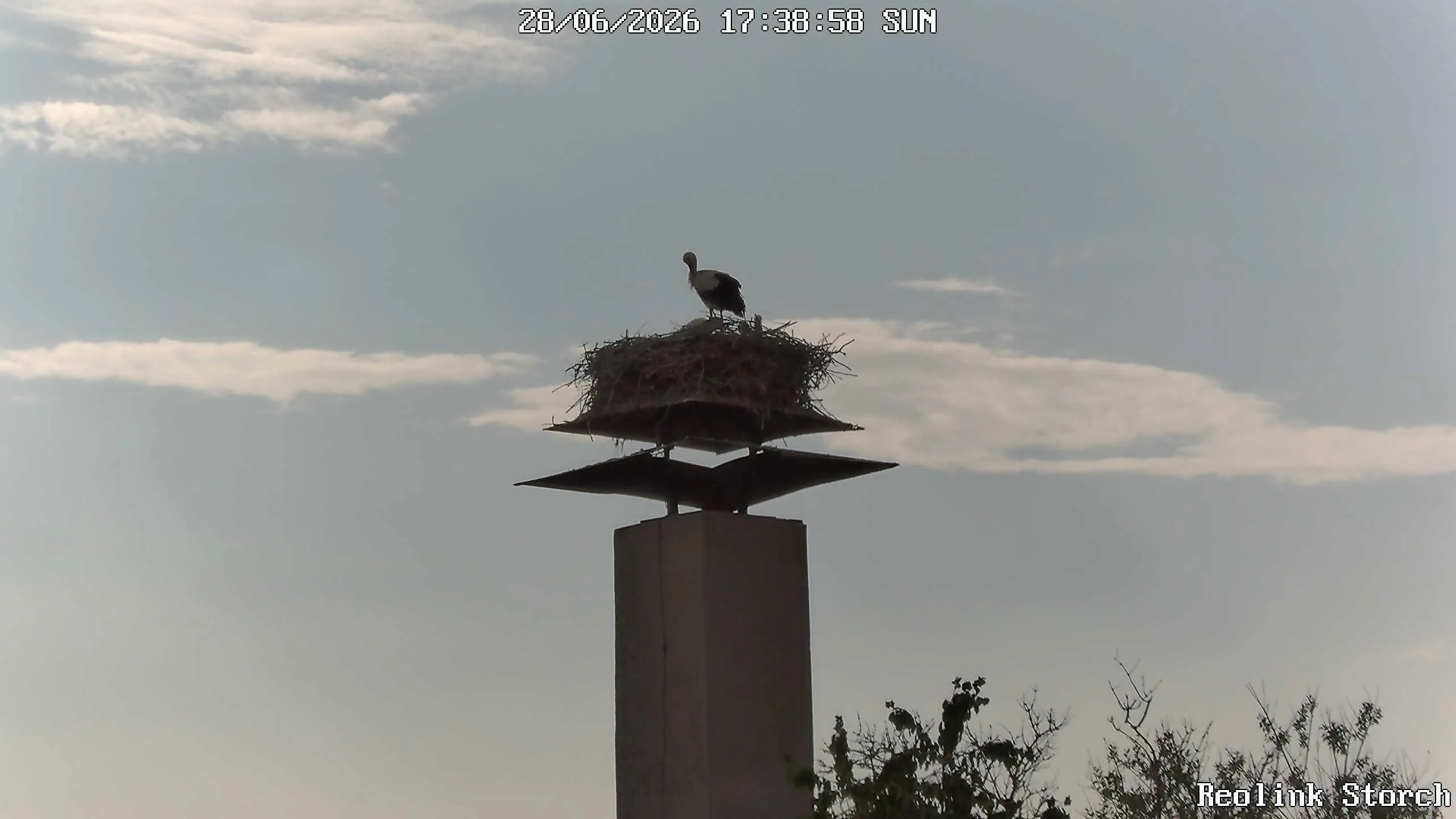 Storchencam Bild