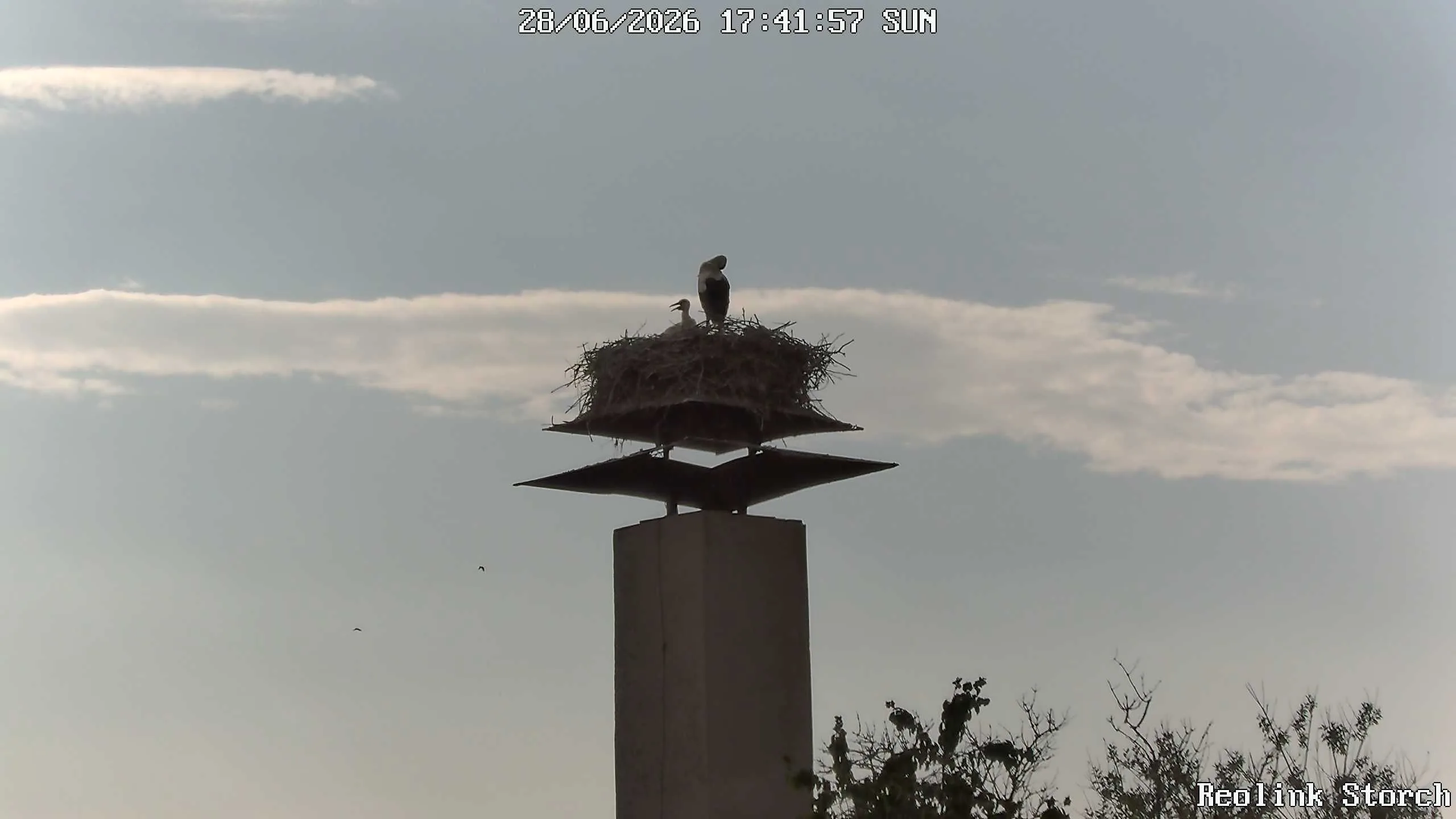 Storchencam Bild