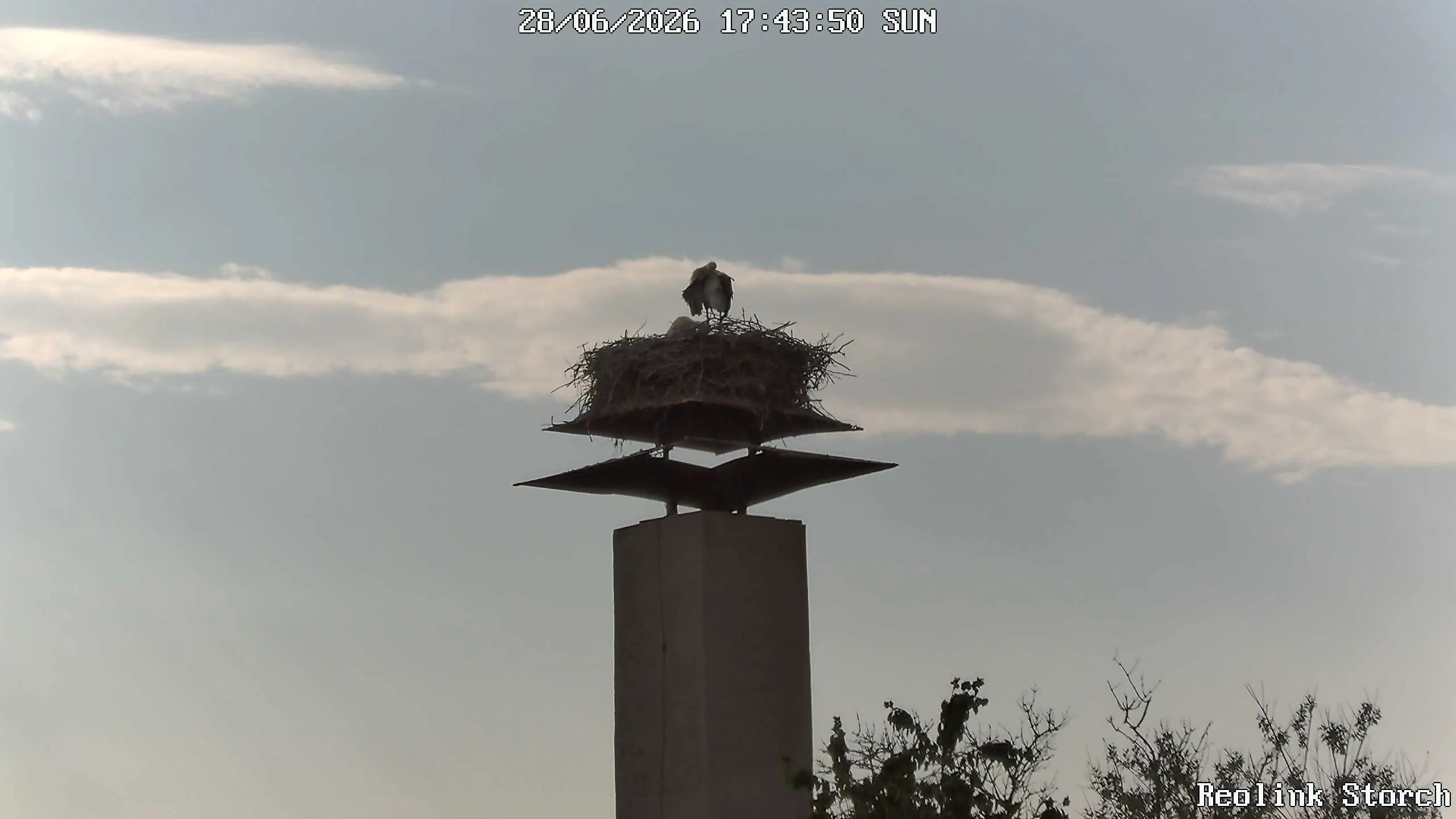 Storchencam Bild