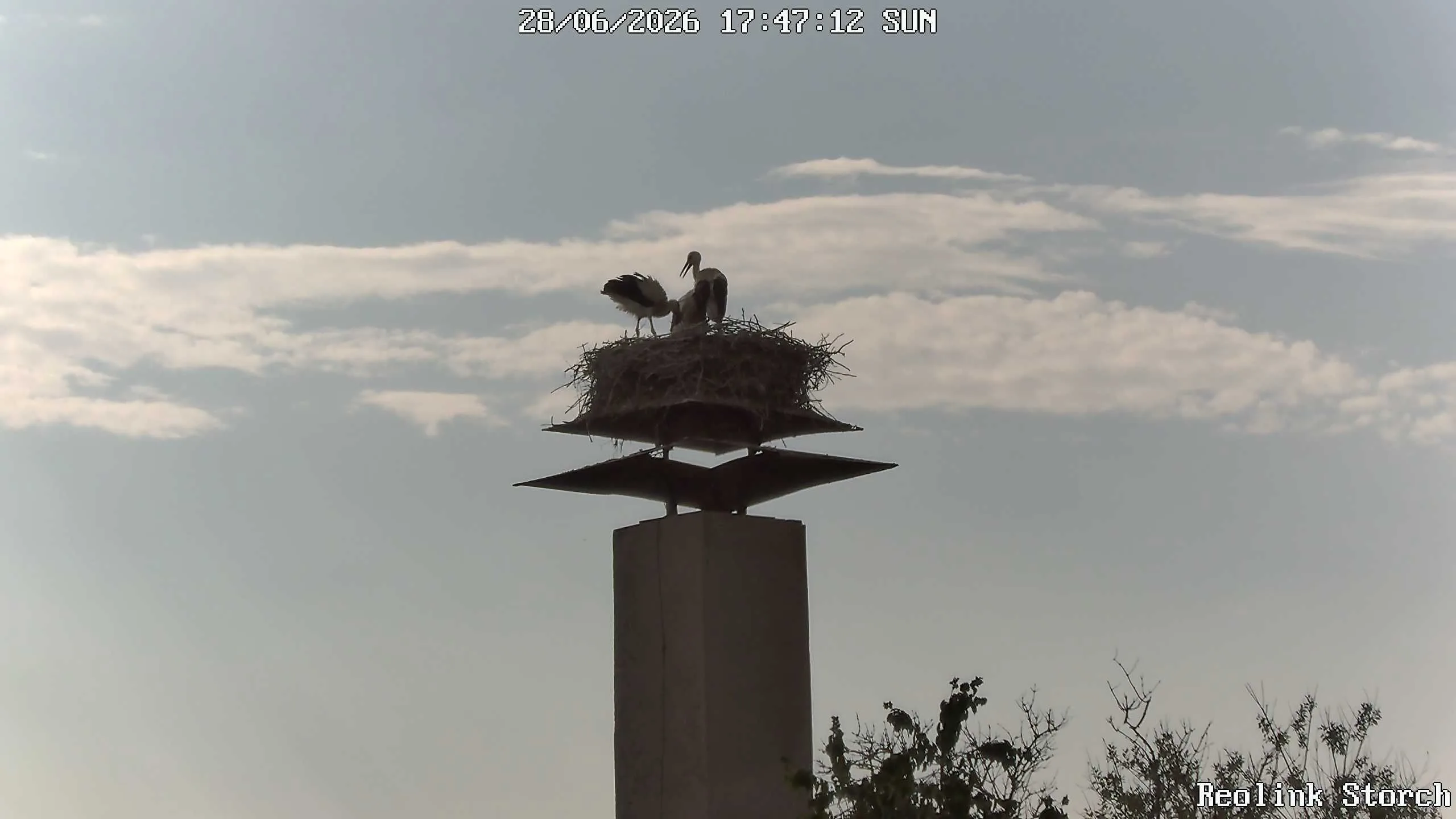 Storchencam Bild