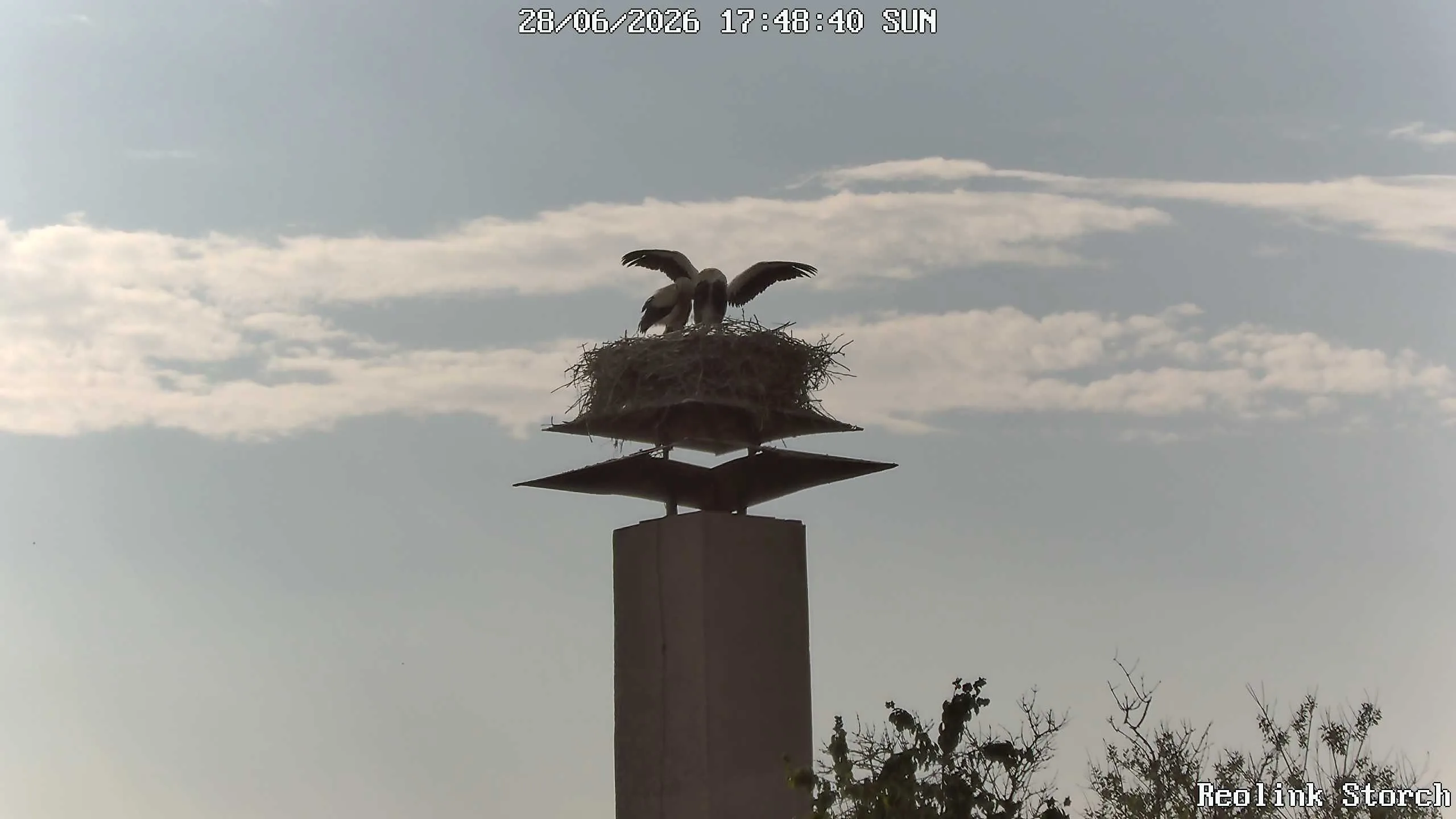 Storchencam Bild