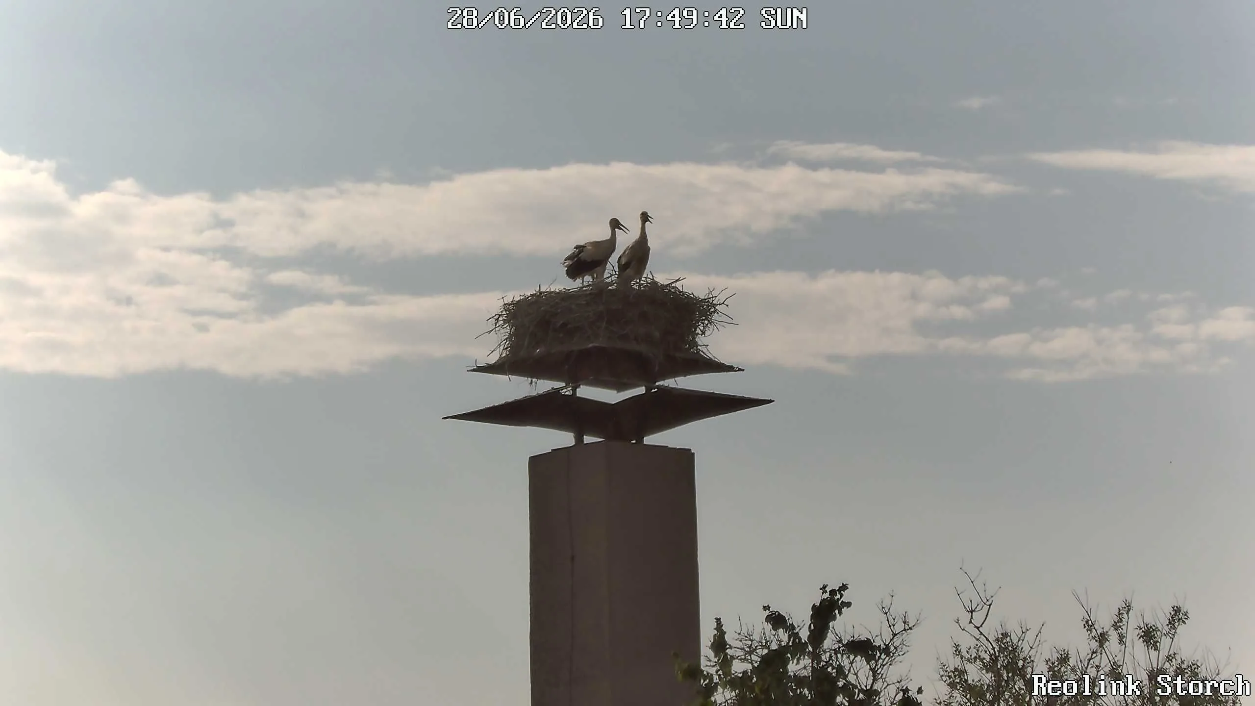 Storchencam Bild