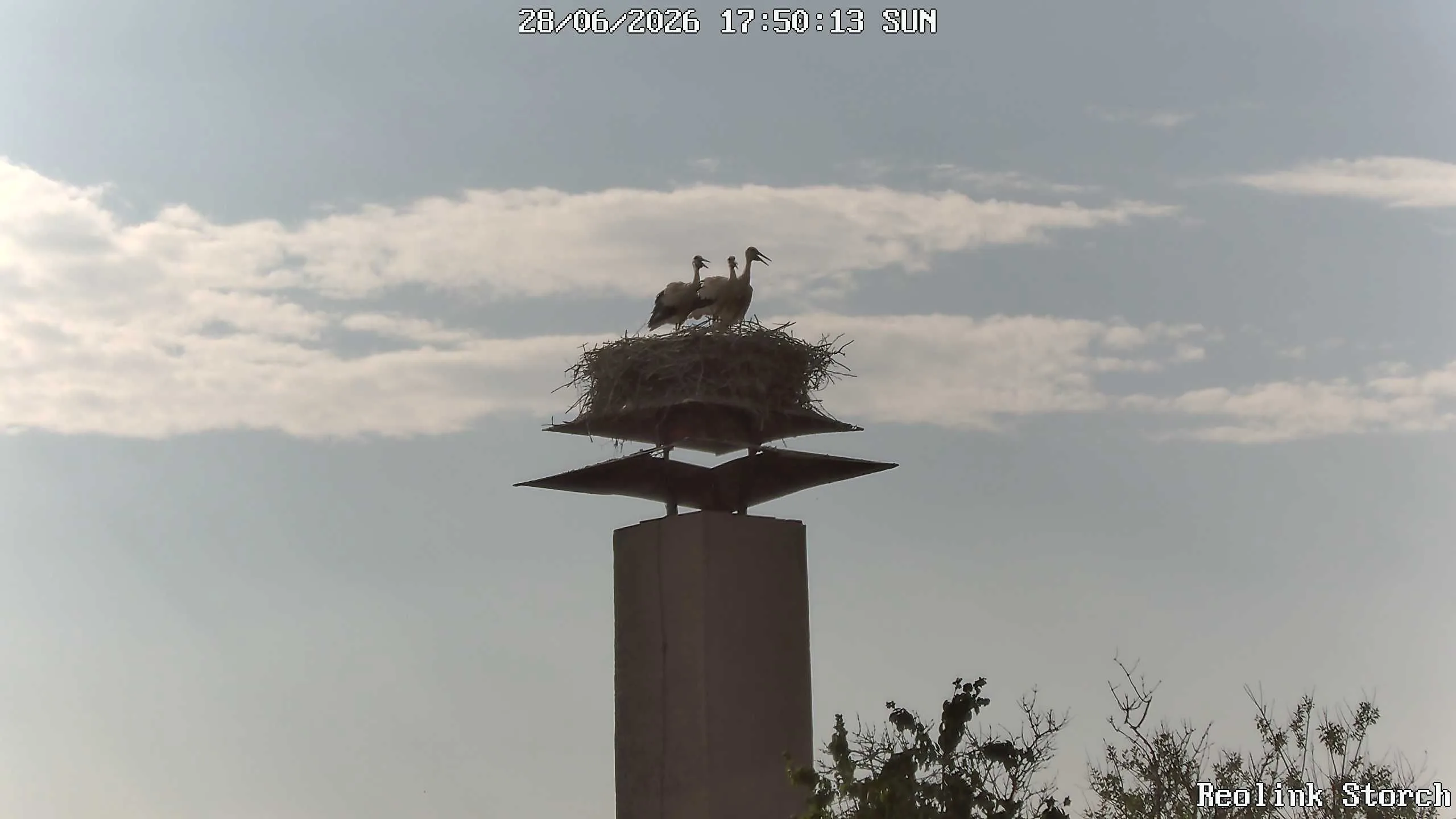 Storchencam Bild
