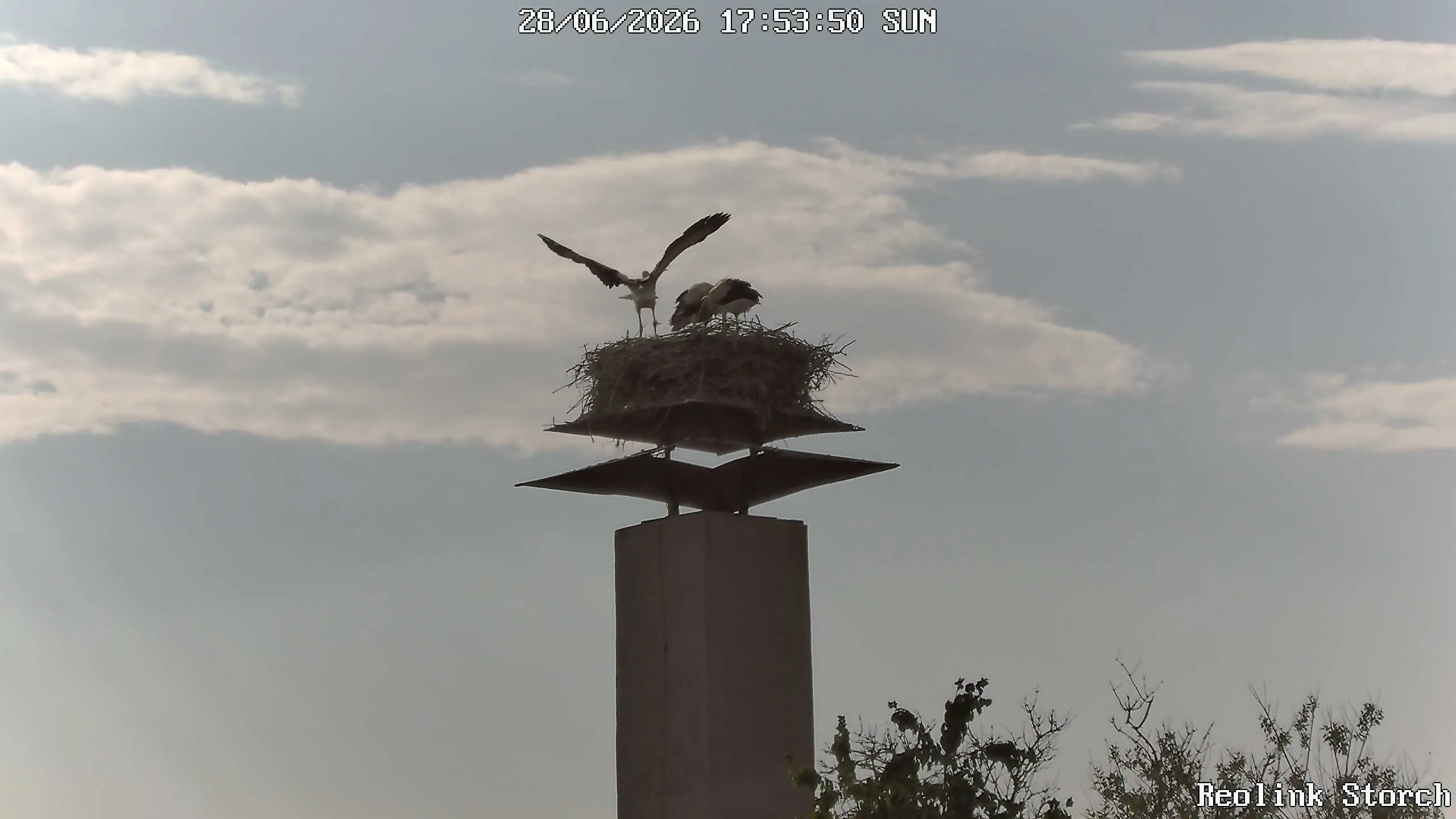 Storchencam Bild