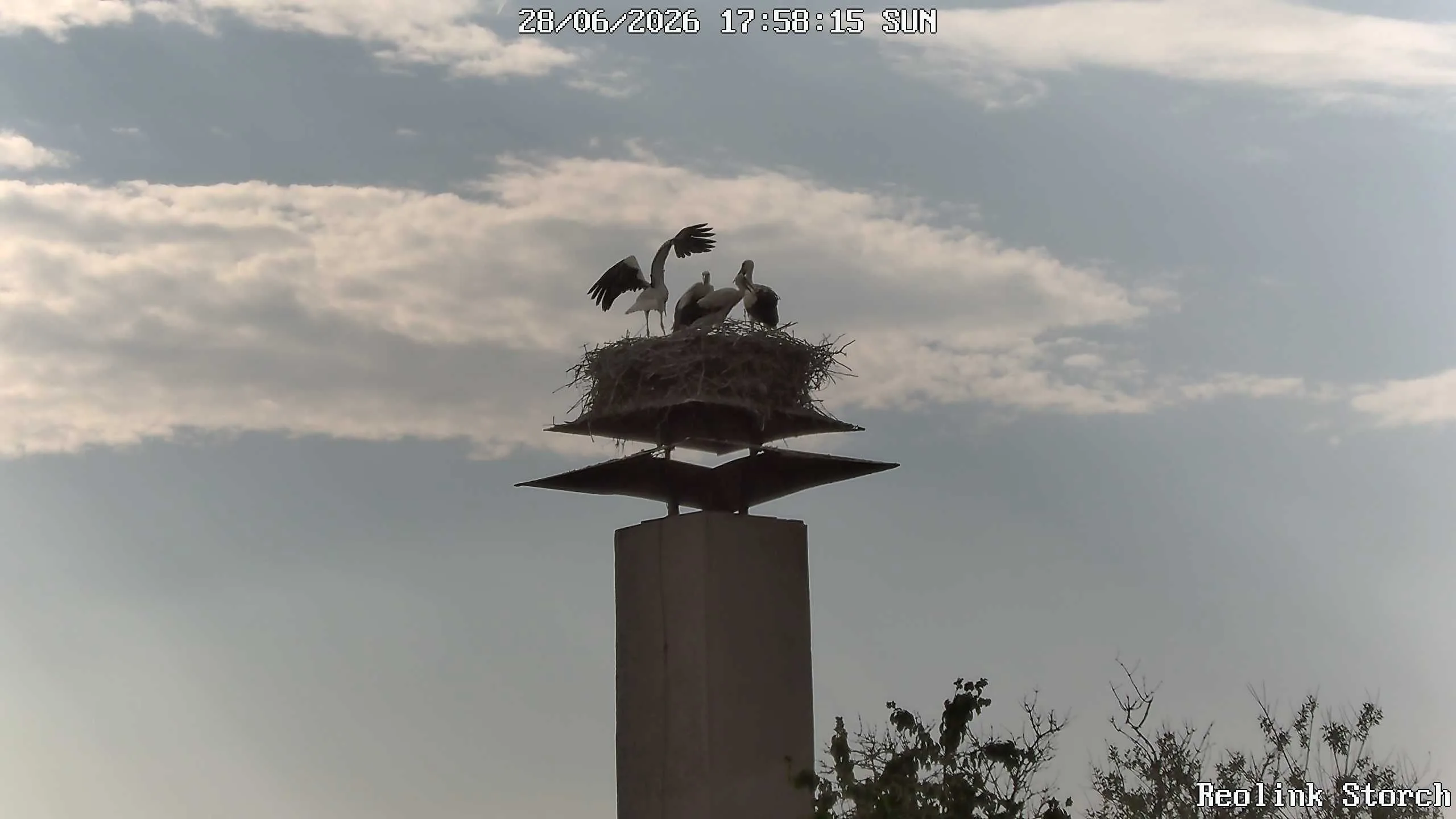 Storchencam Bild