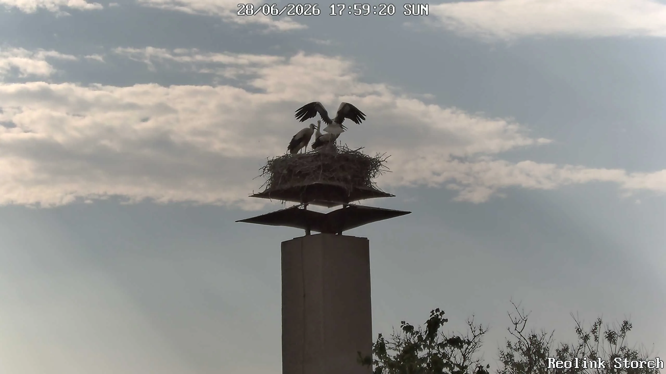 Storchencam Bild