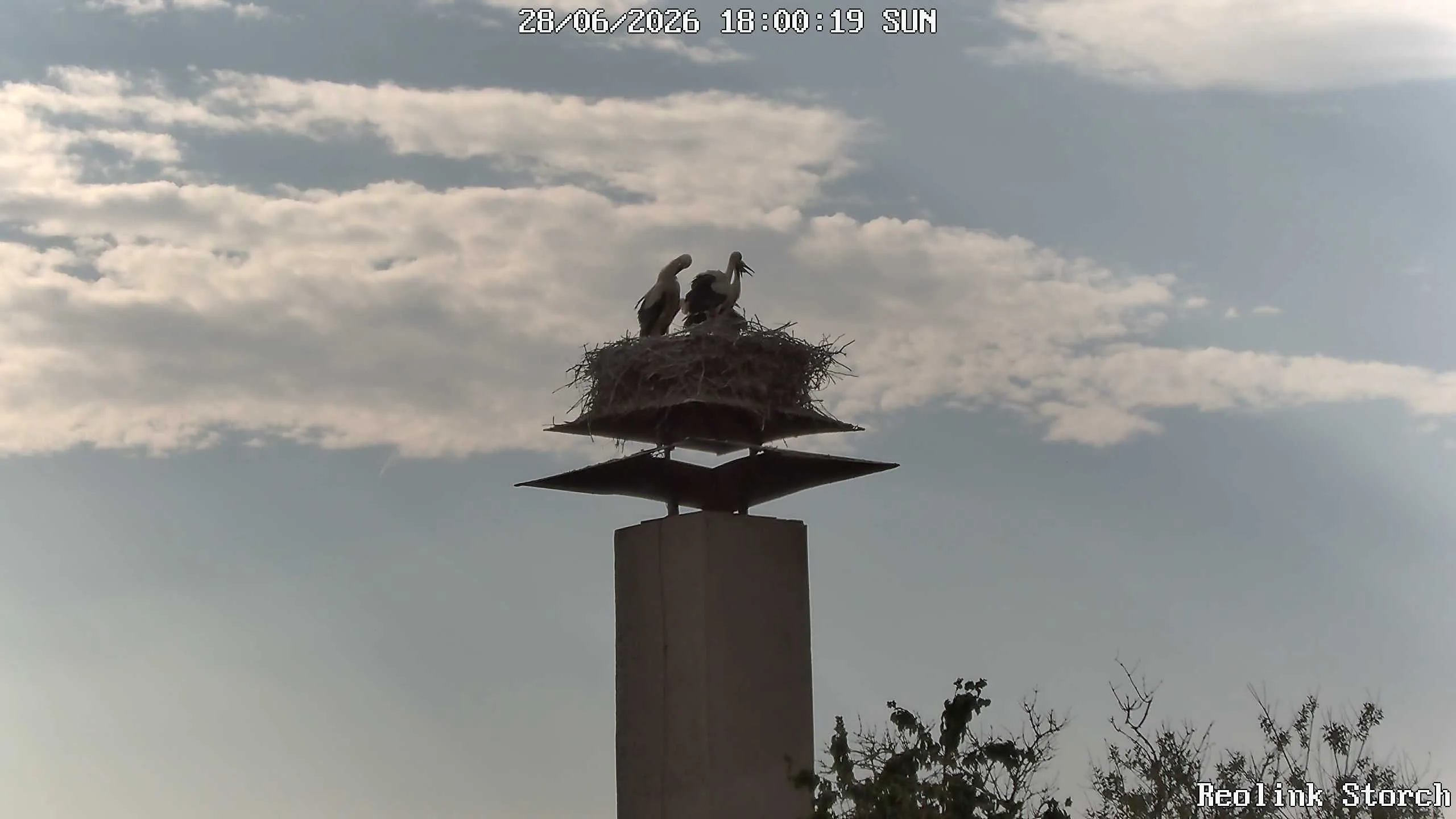 Storchencam Bild