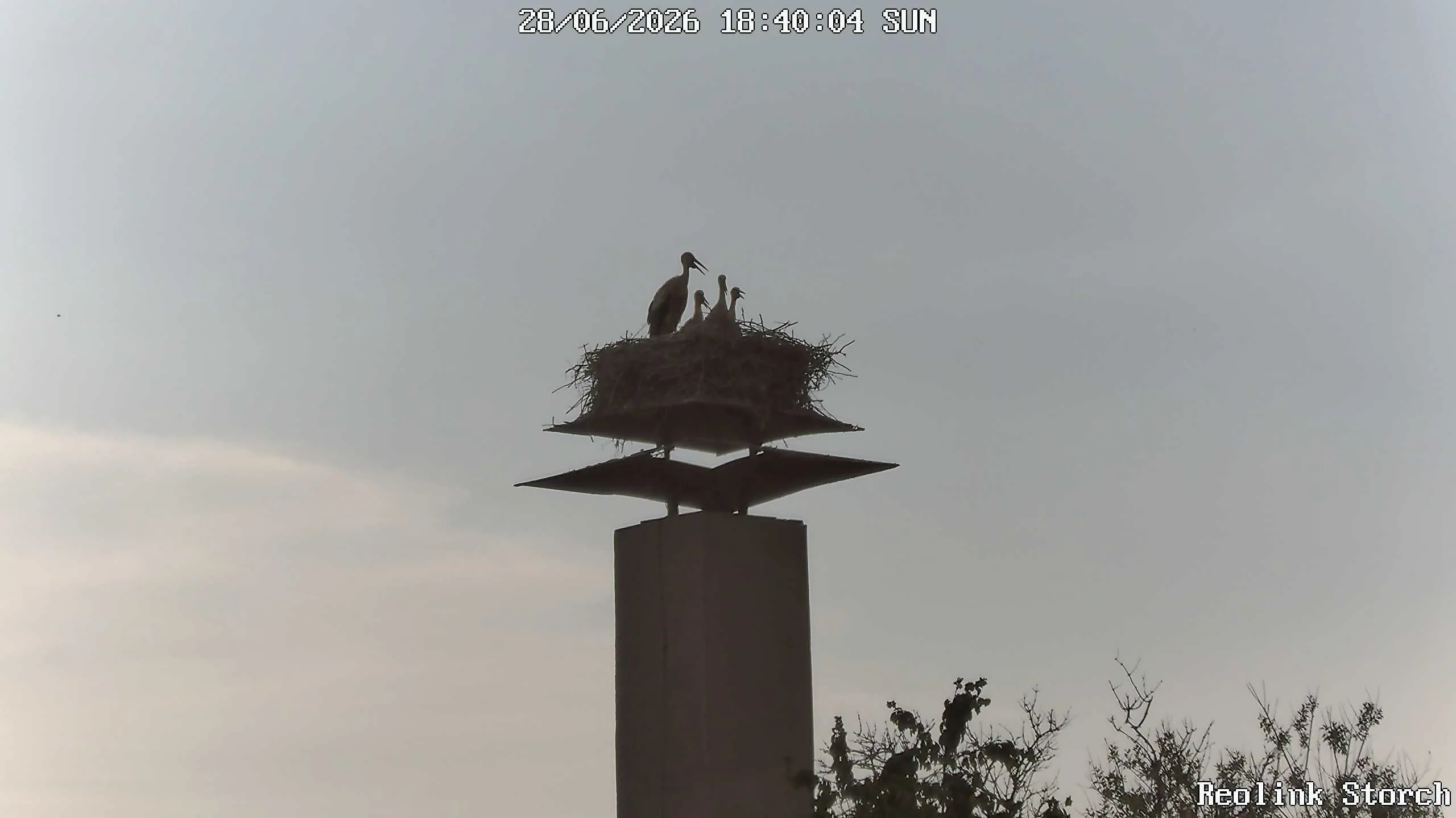 Storchencam Bild