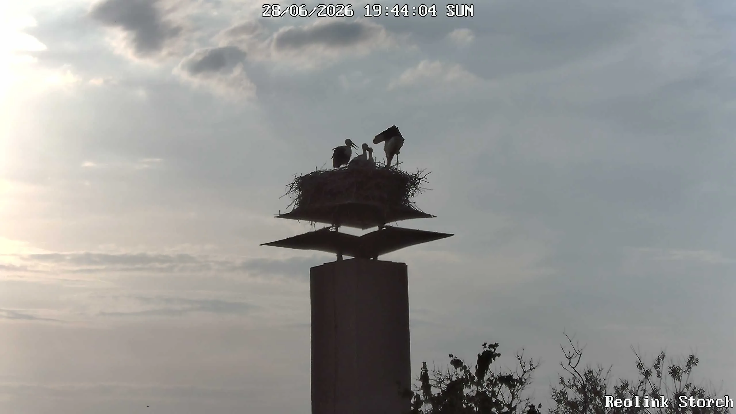 Storchencam Bild