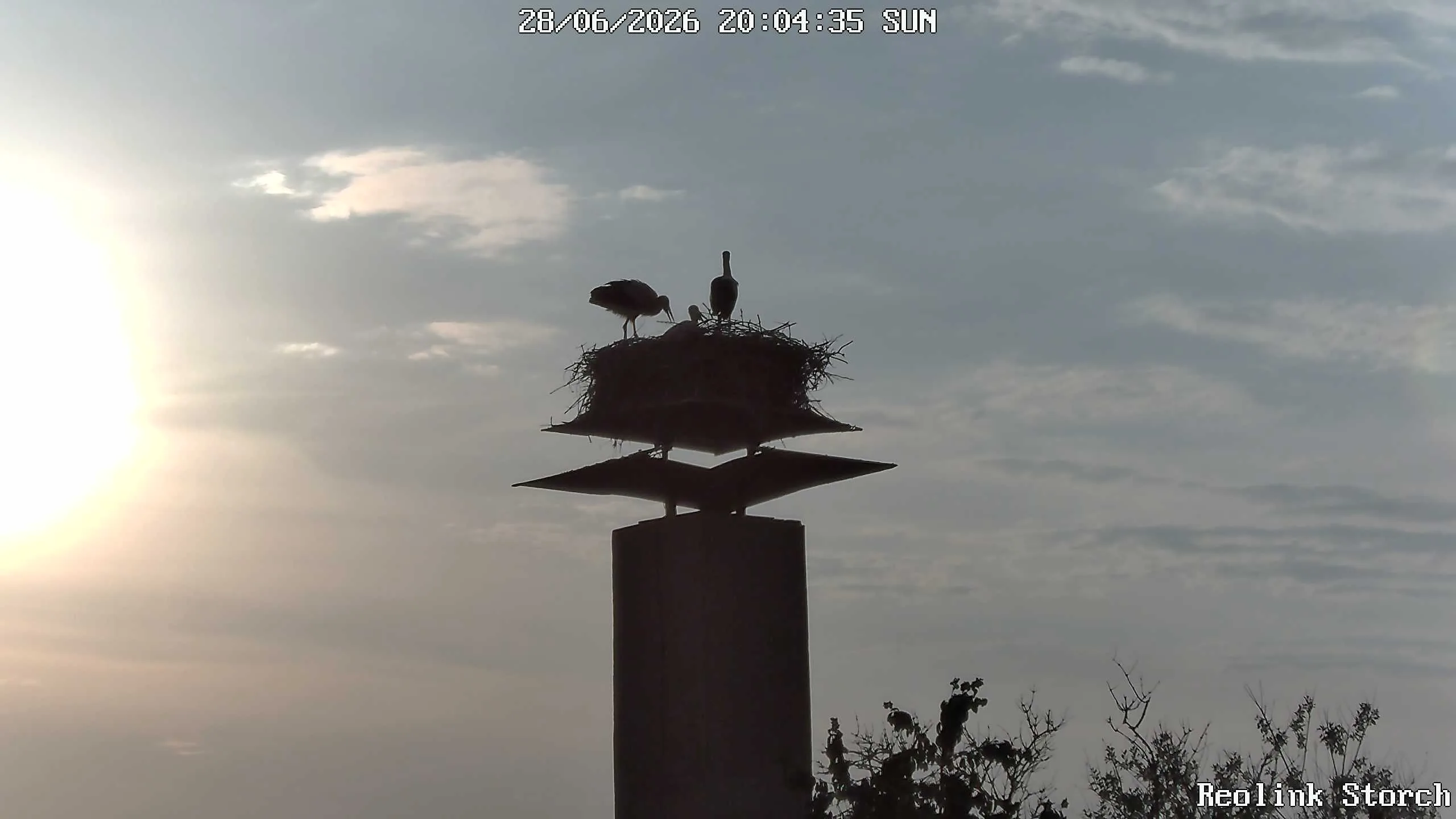 Storchencam Bild