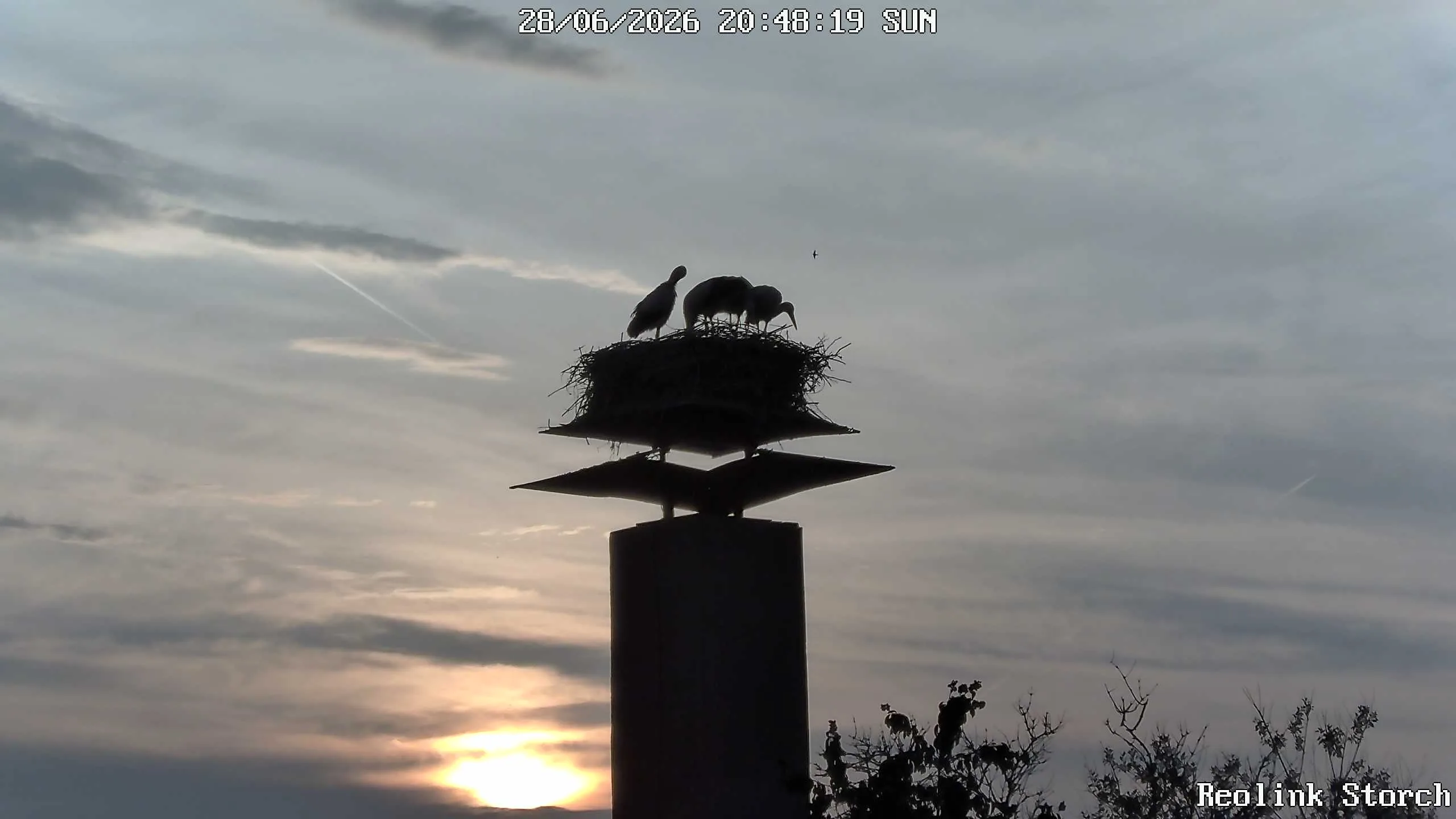 Storchencam Bild