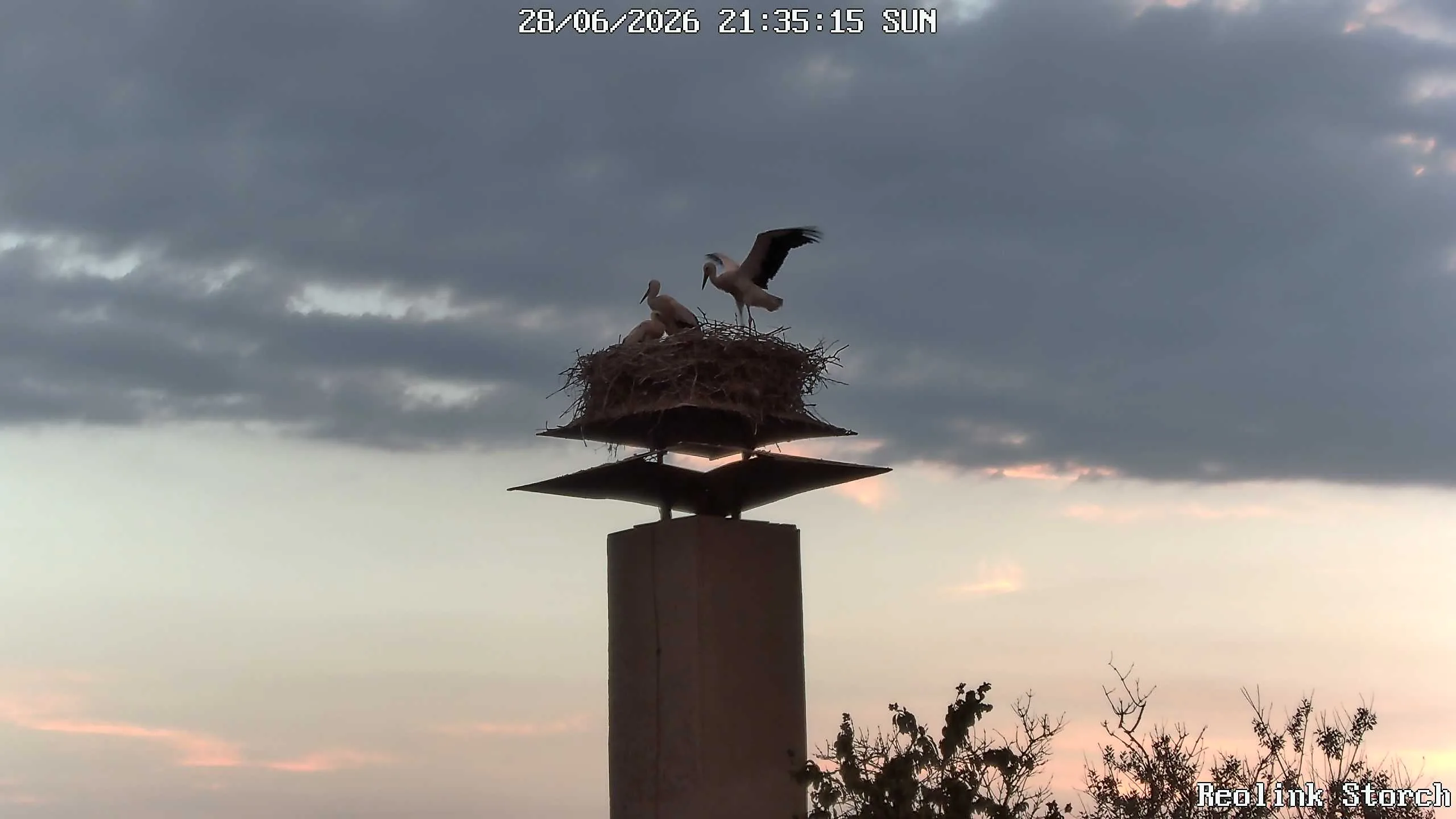 Storchencam Bild