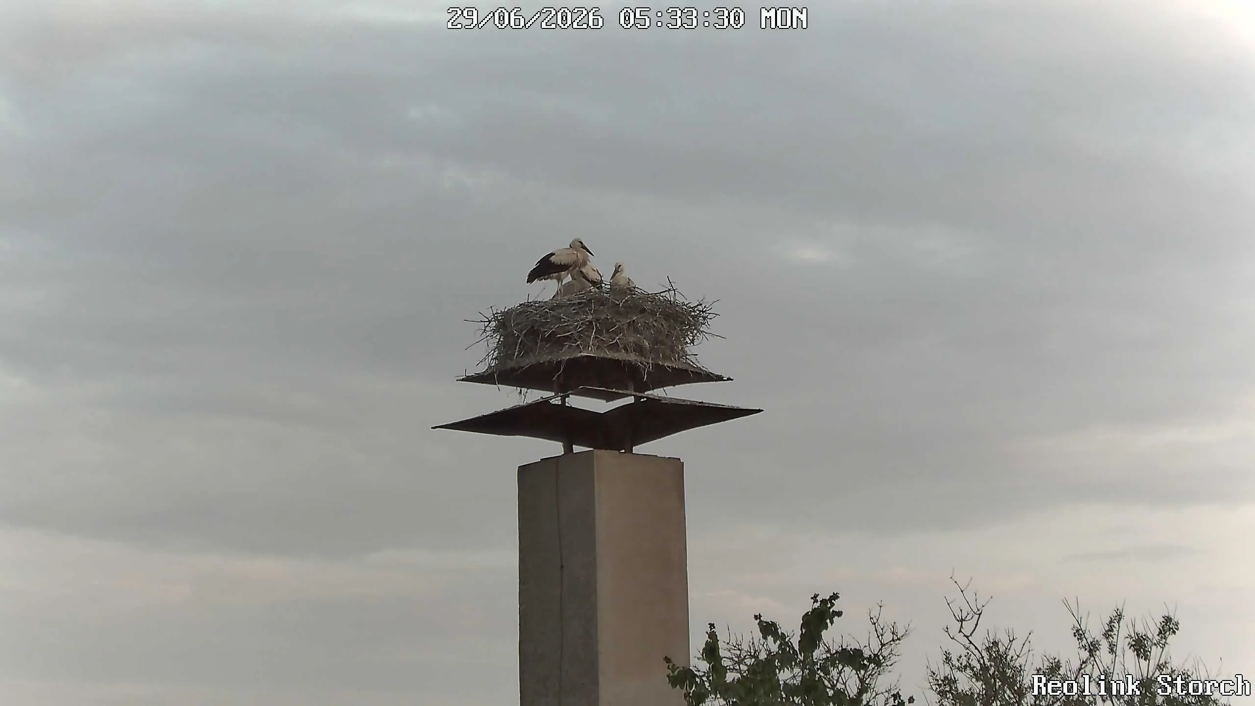 Storchencam Bild