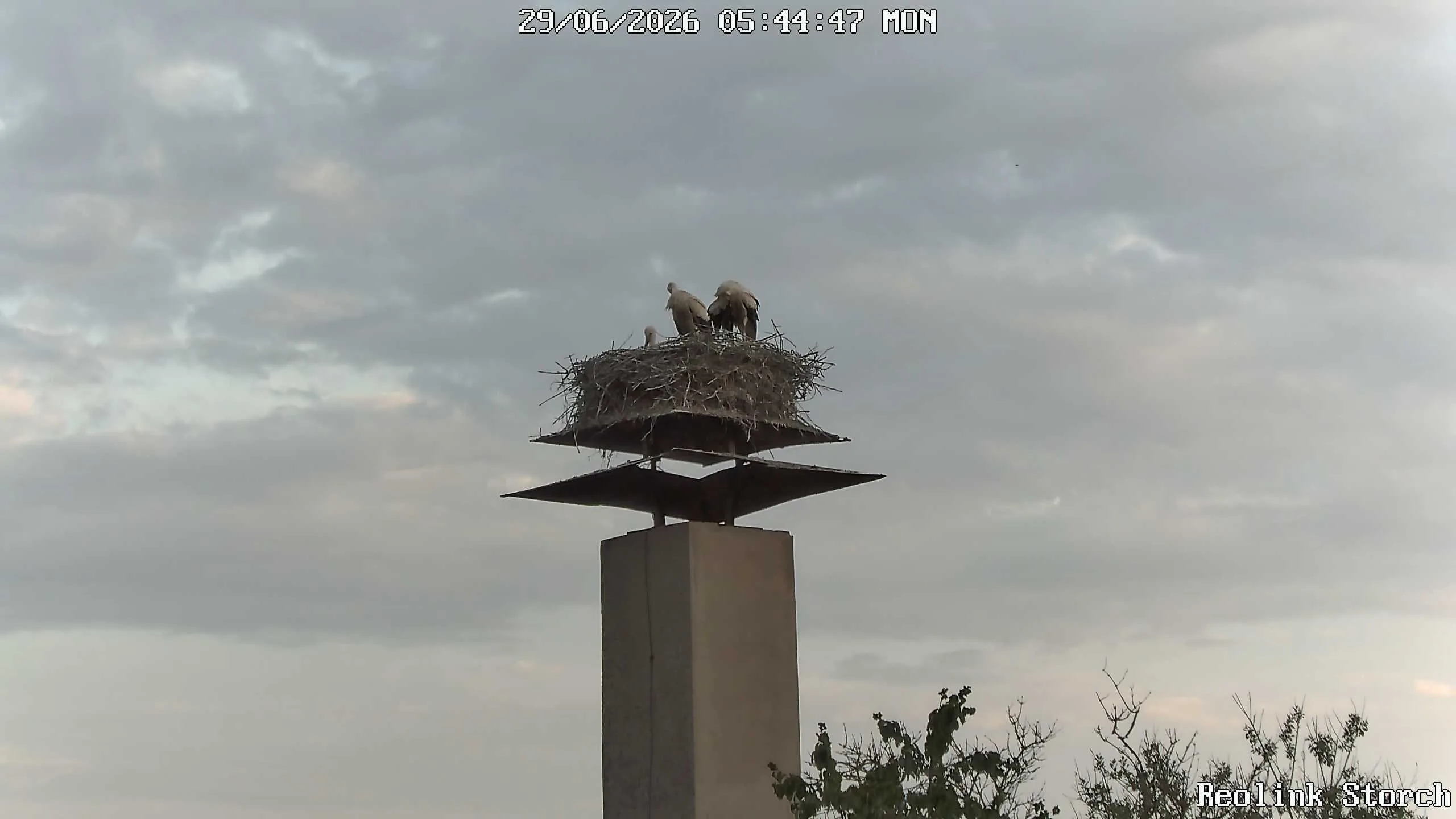 Storchencam Bild