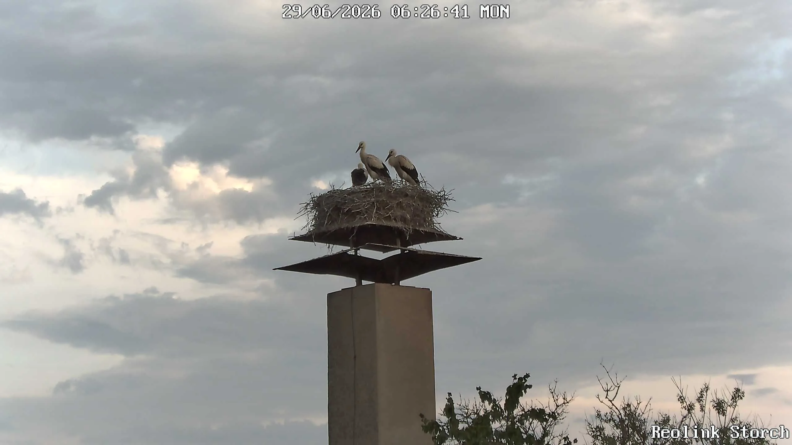 Storchencam Bild