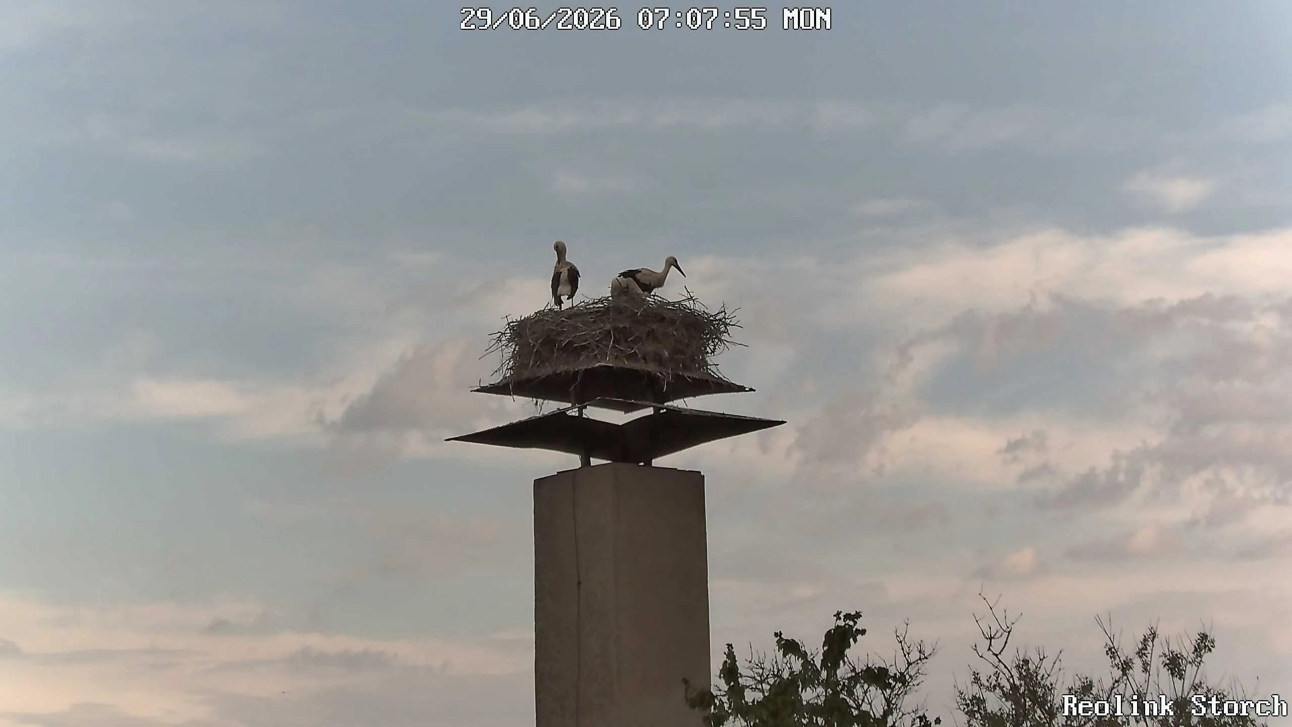 Storchencam Bild