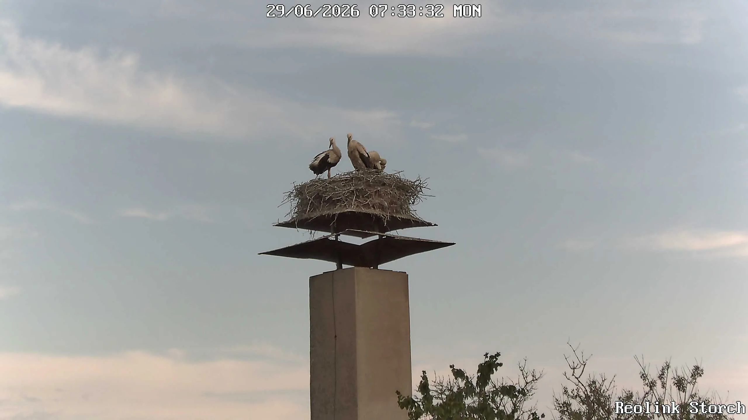 Storchencam Bild