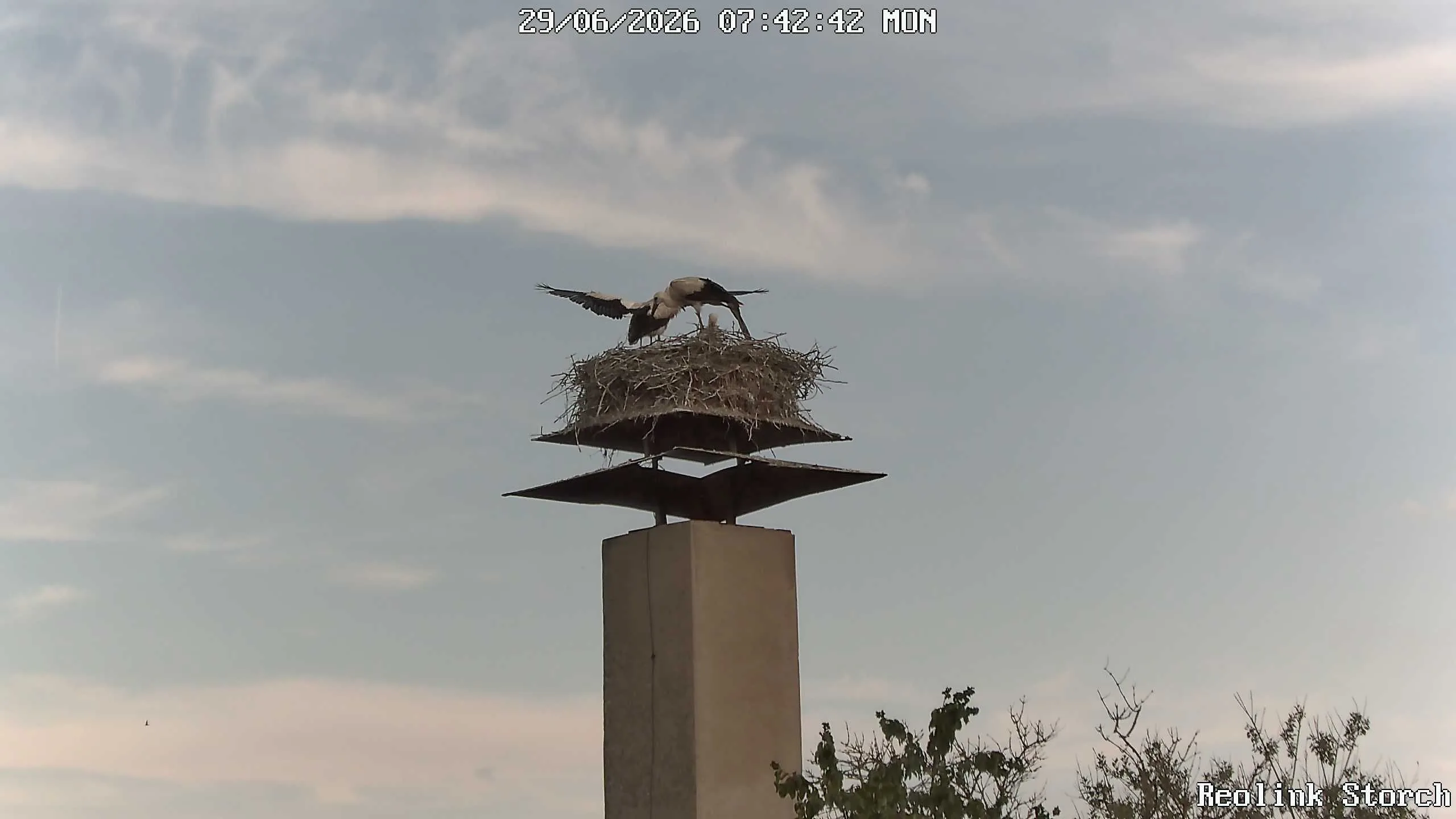 Storchencam Bild