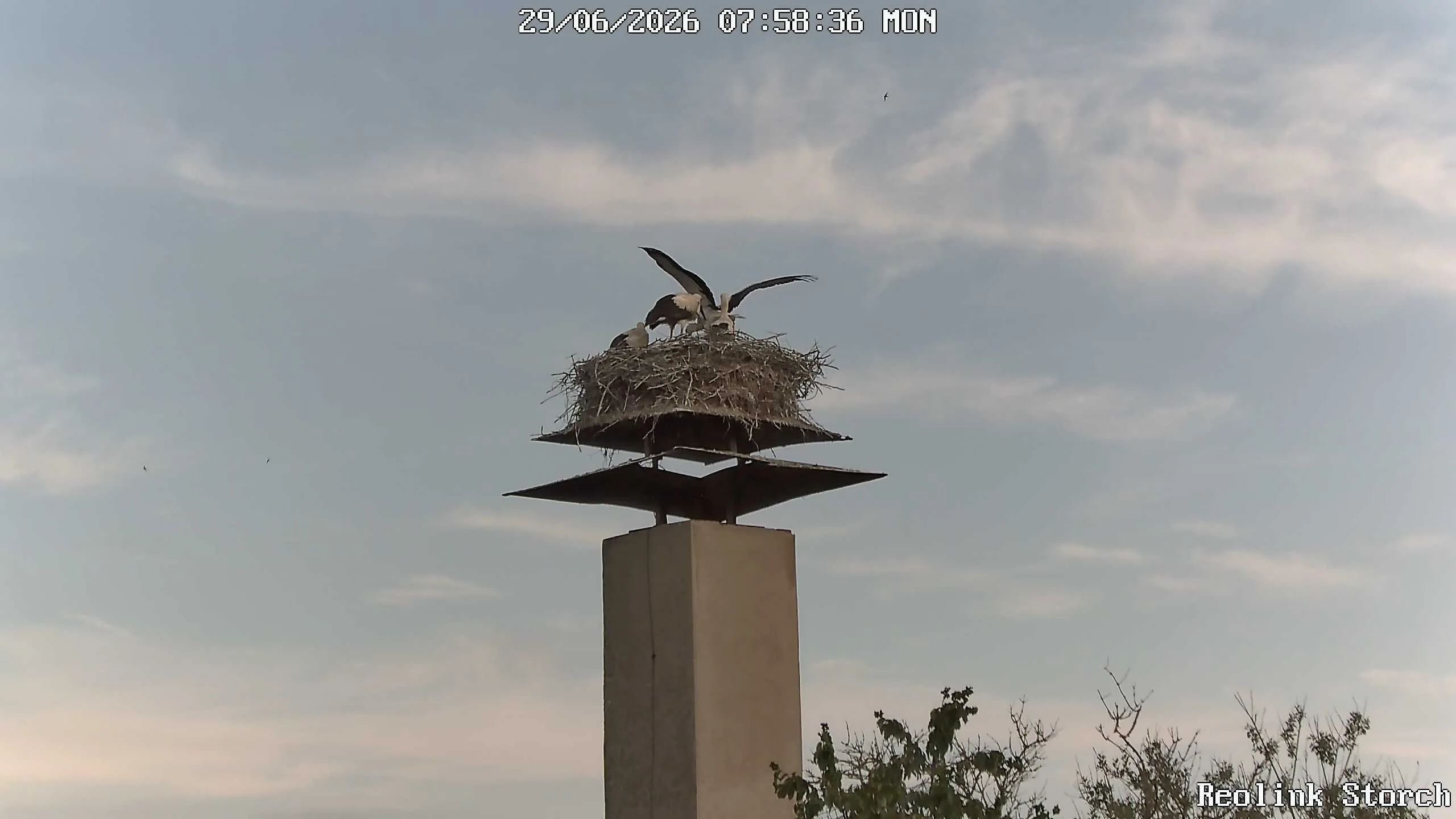 Storchencam Bild