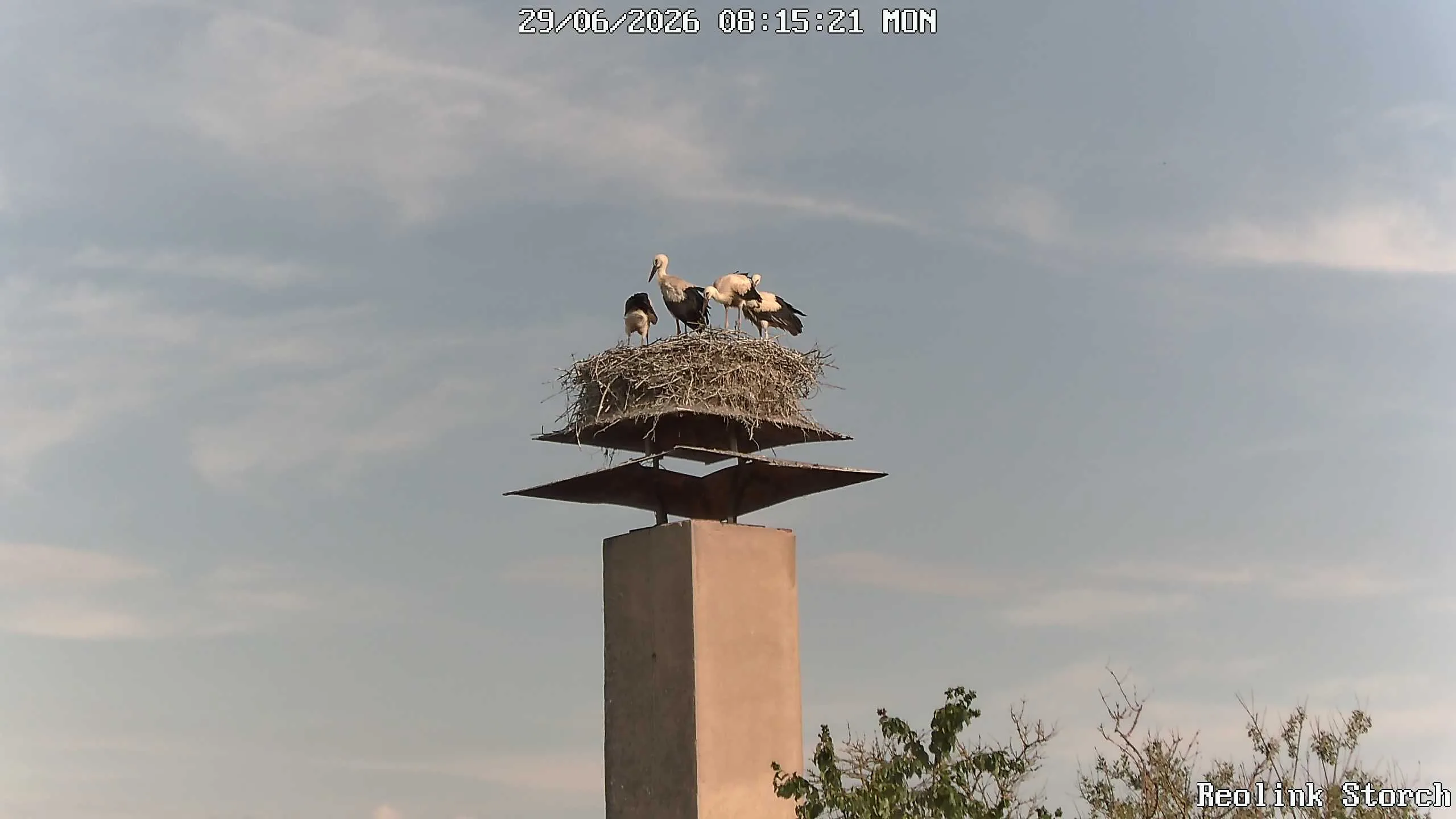 Storchencam Bild