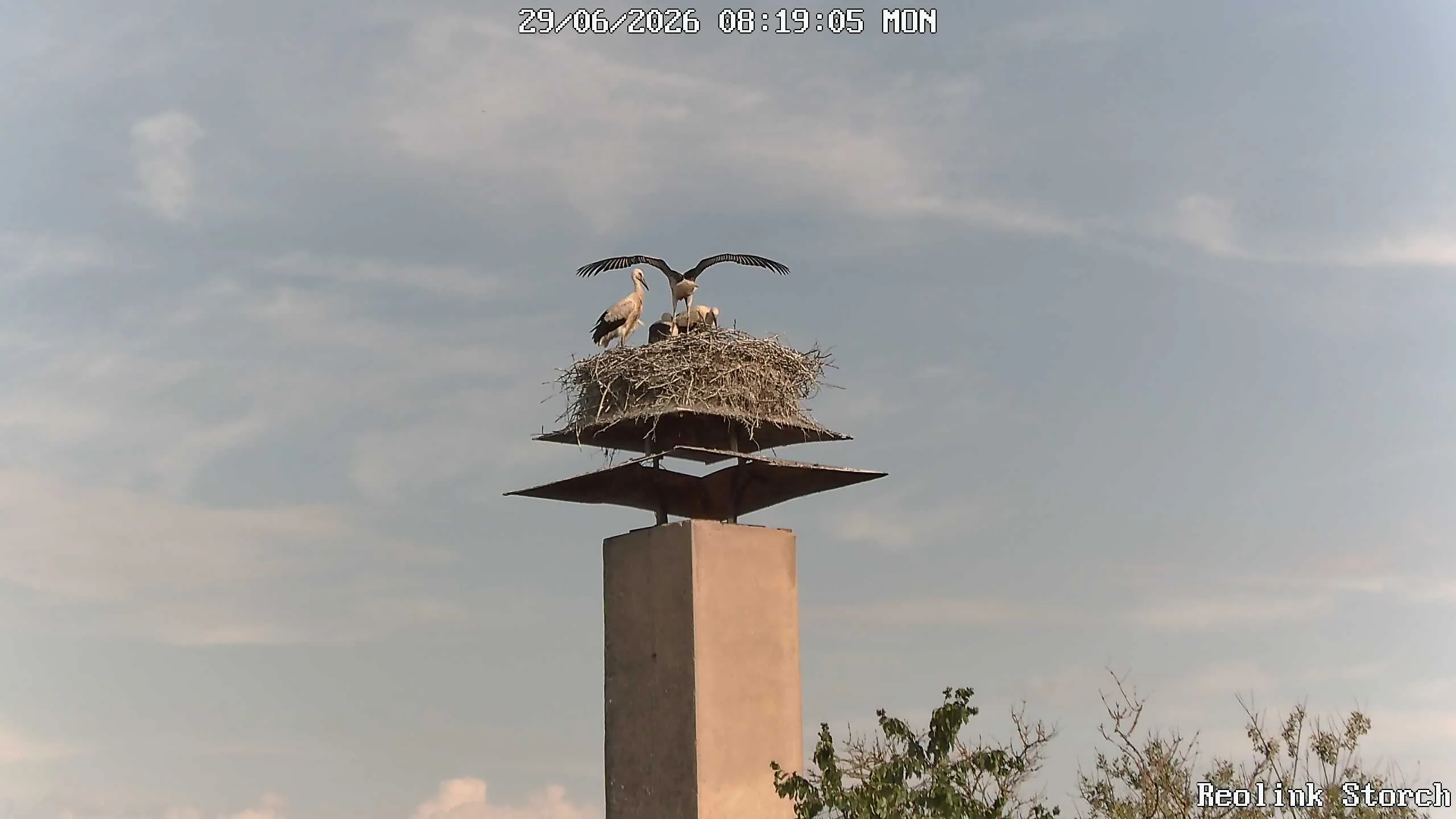 Storchencam Bild