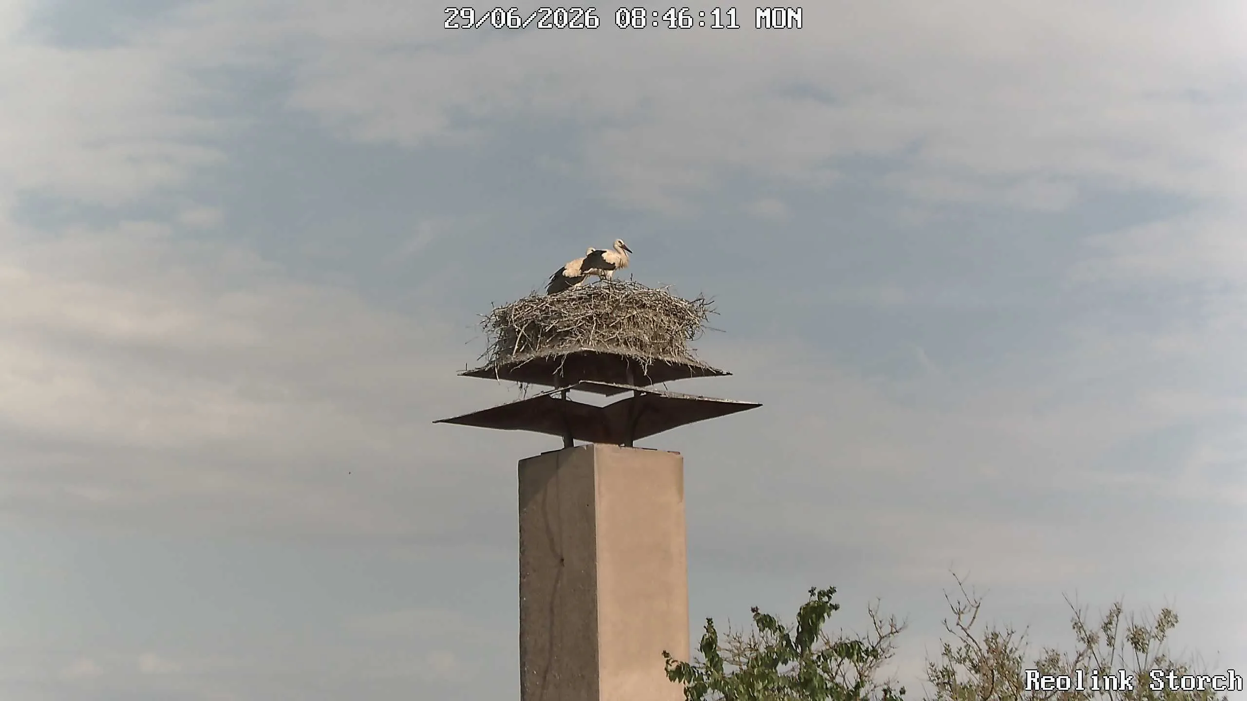 Storchencam Bild