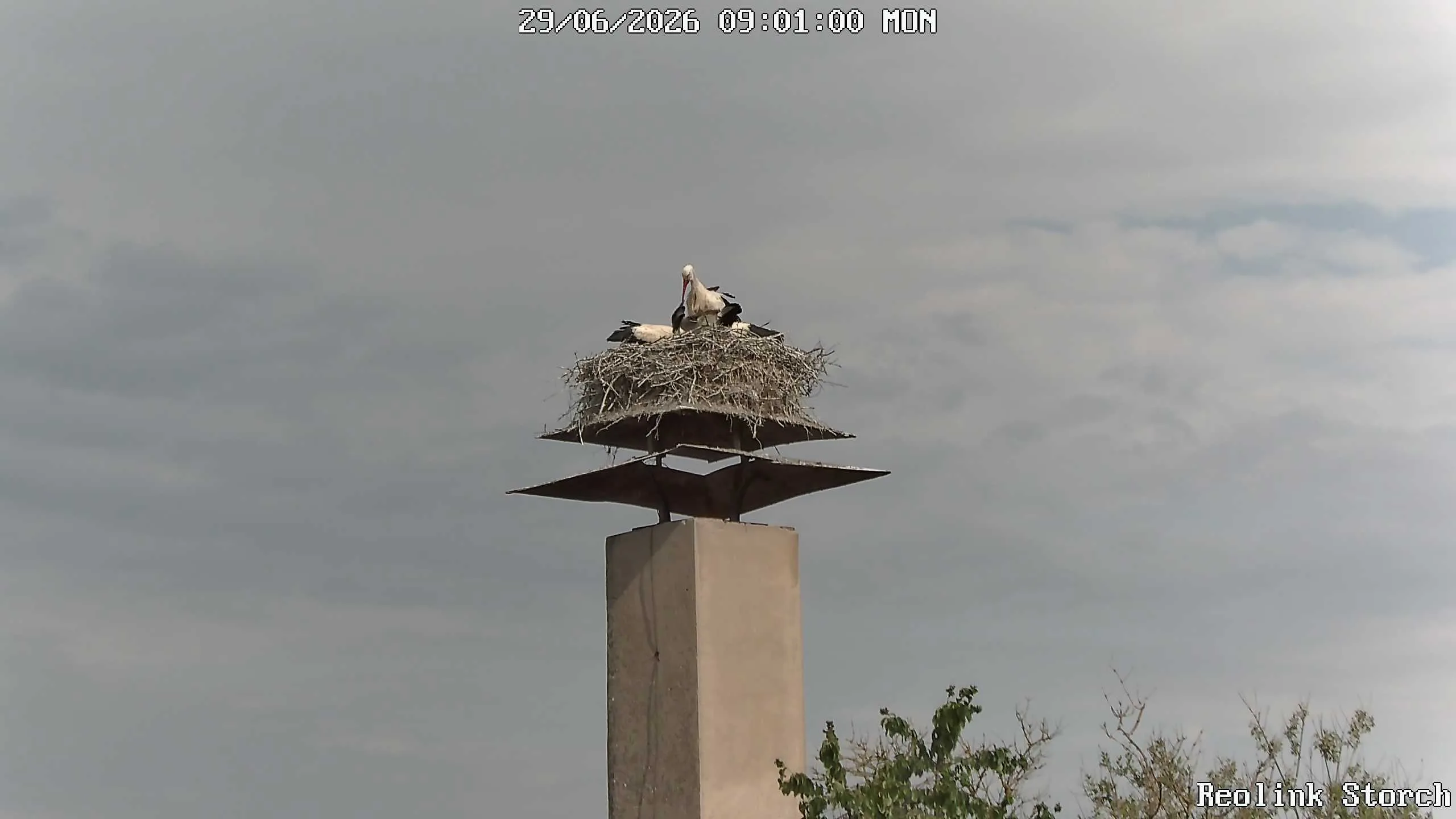 Storchencam Bild