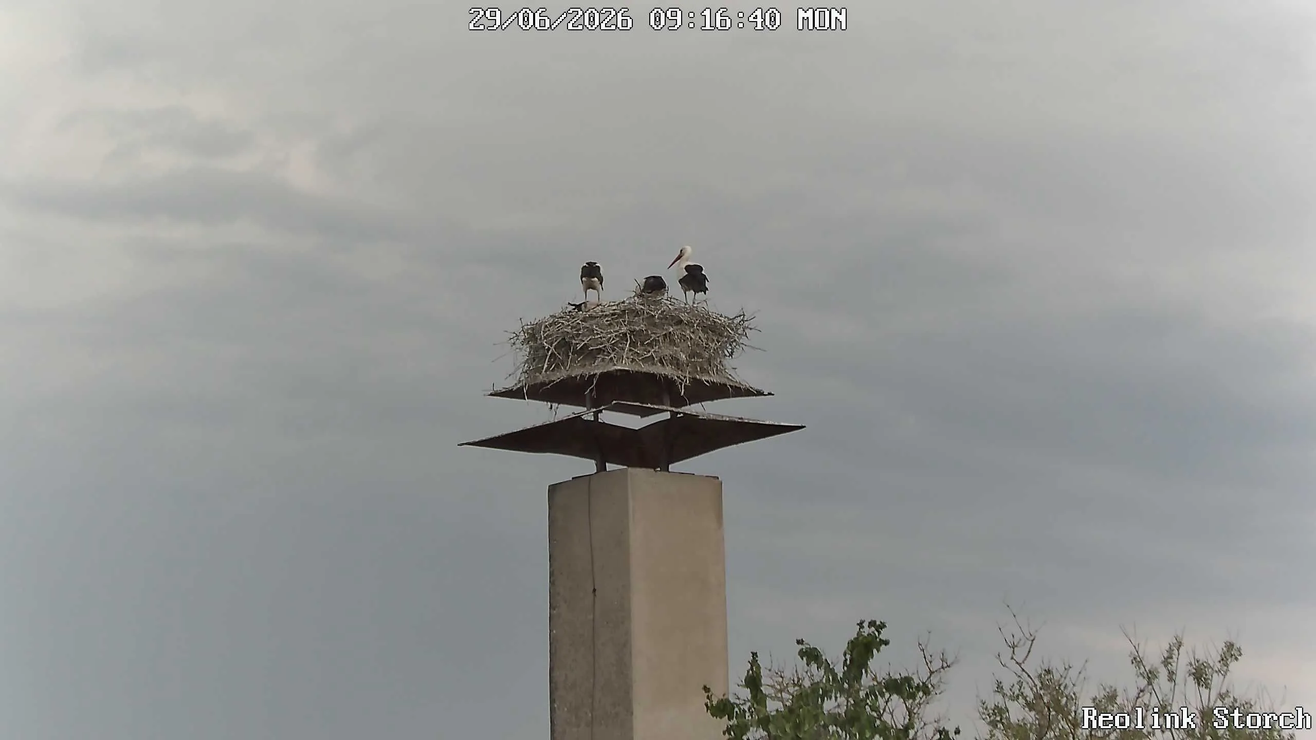 Storchencam Bild
