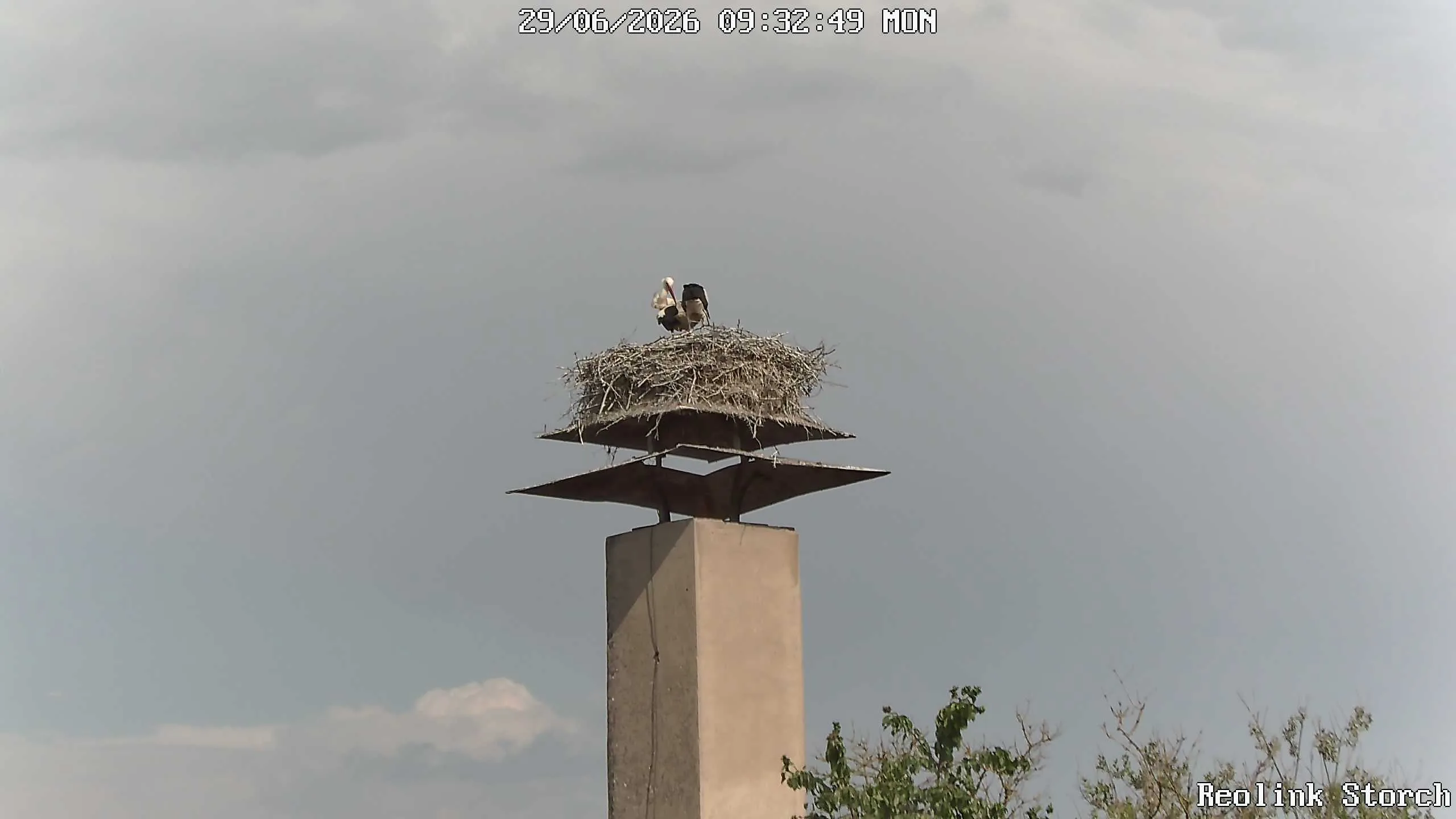 Storchencam Bild