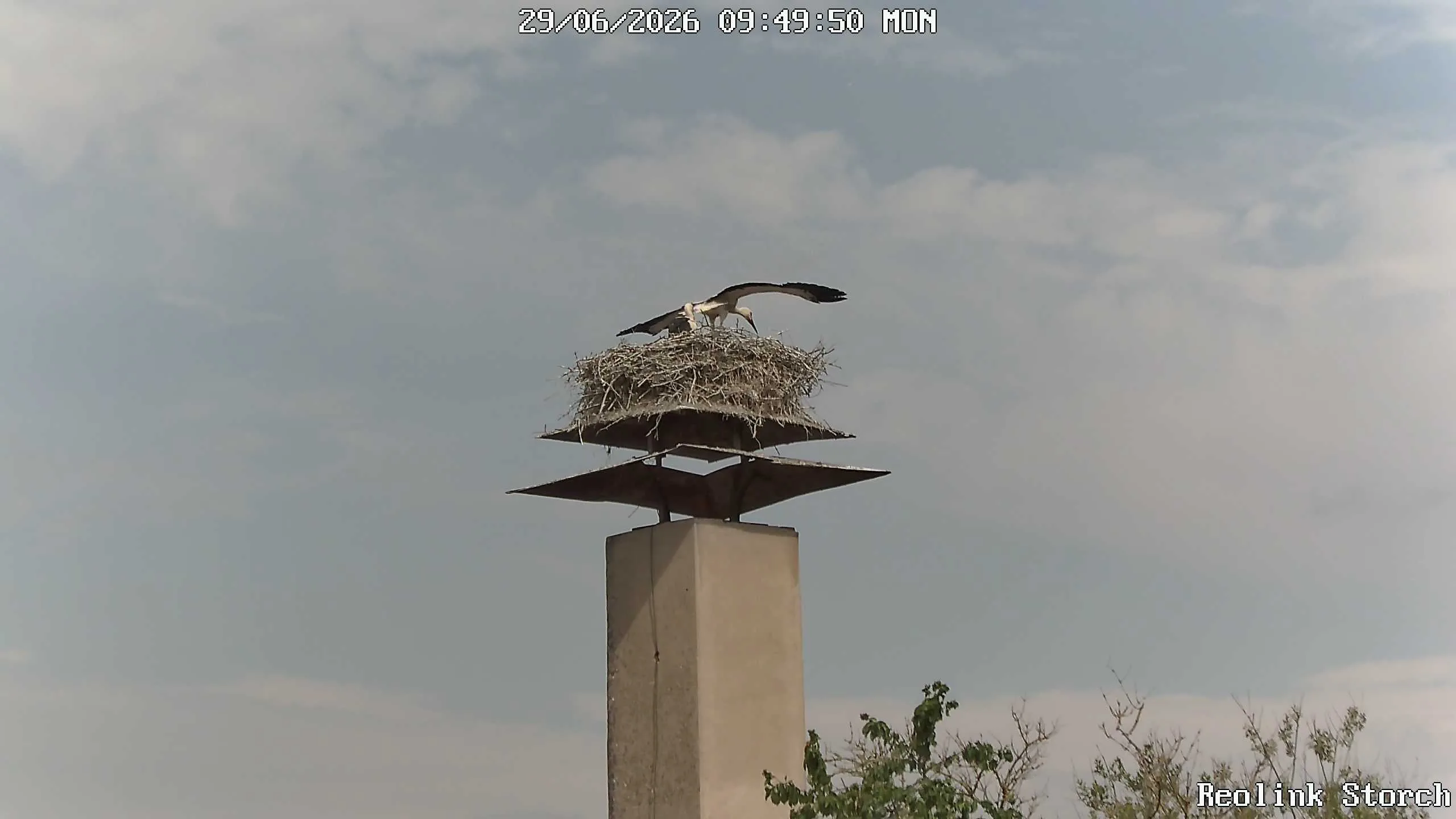 Storchencam Bild