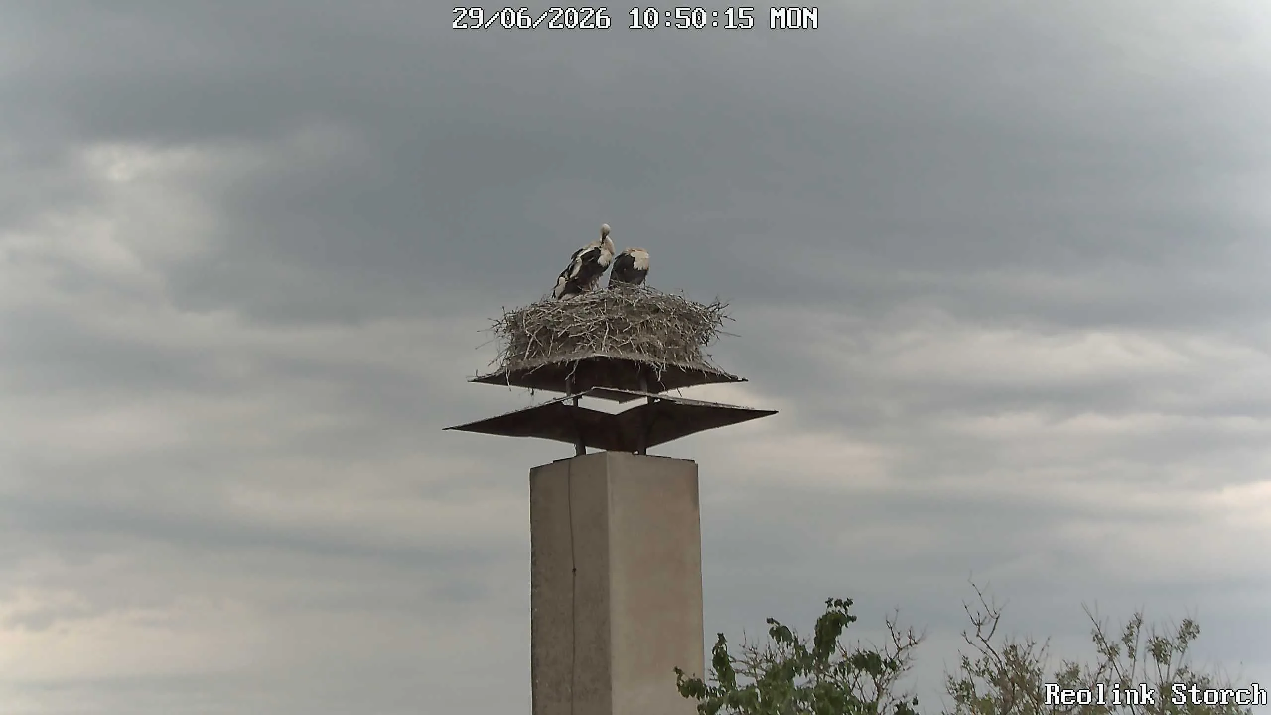 Storchencam Bild
