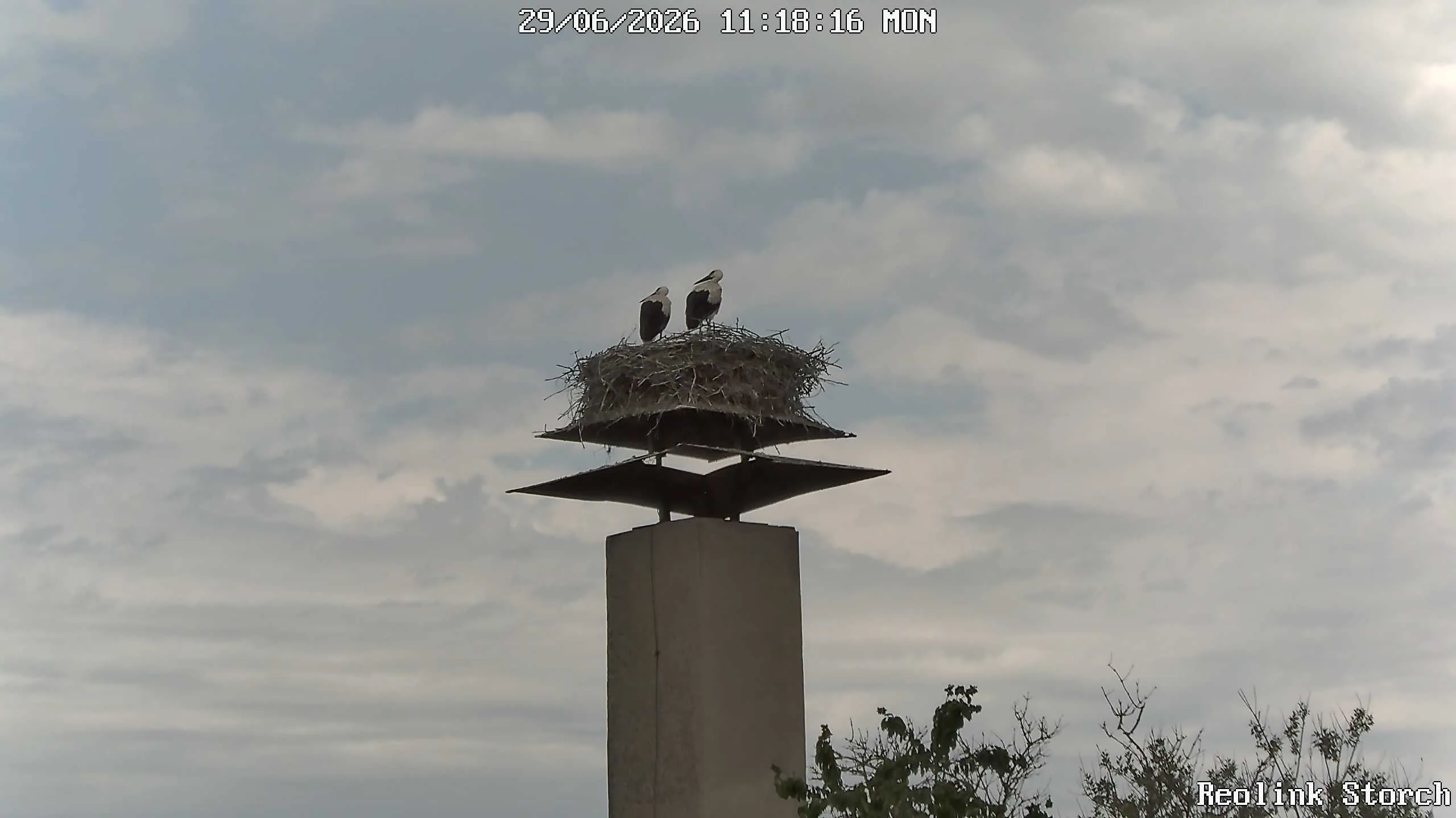 Storchencam Bild