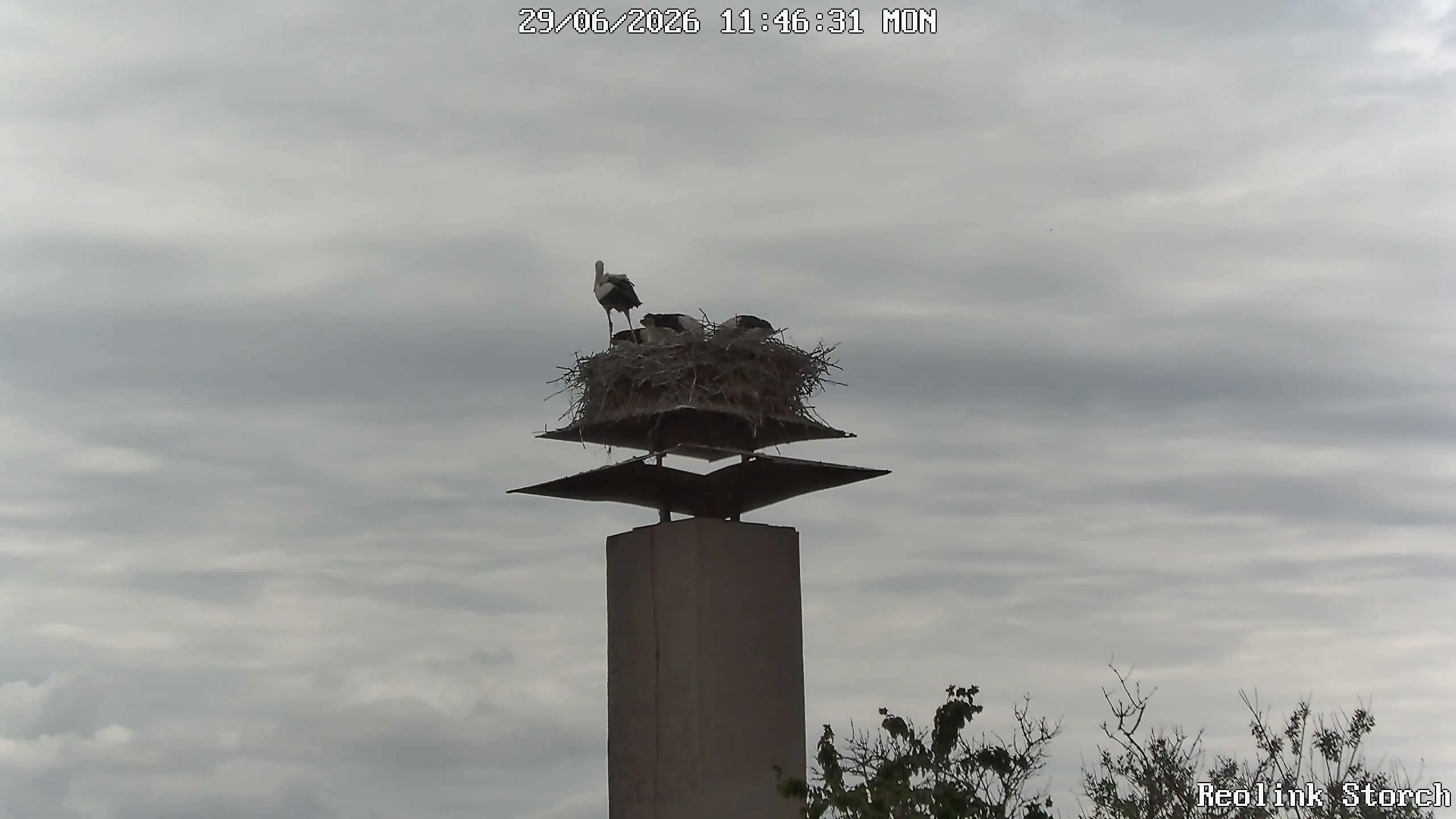 Storchencam Bild