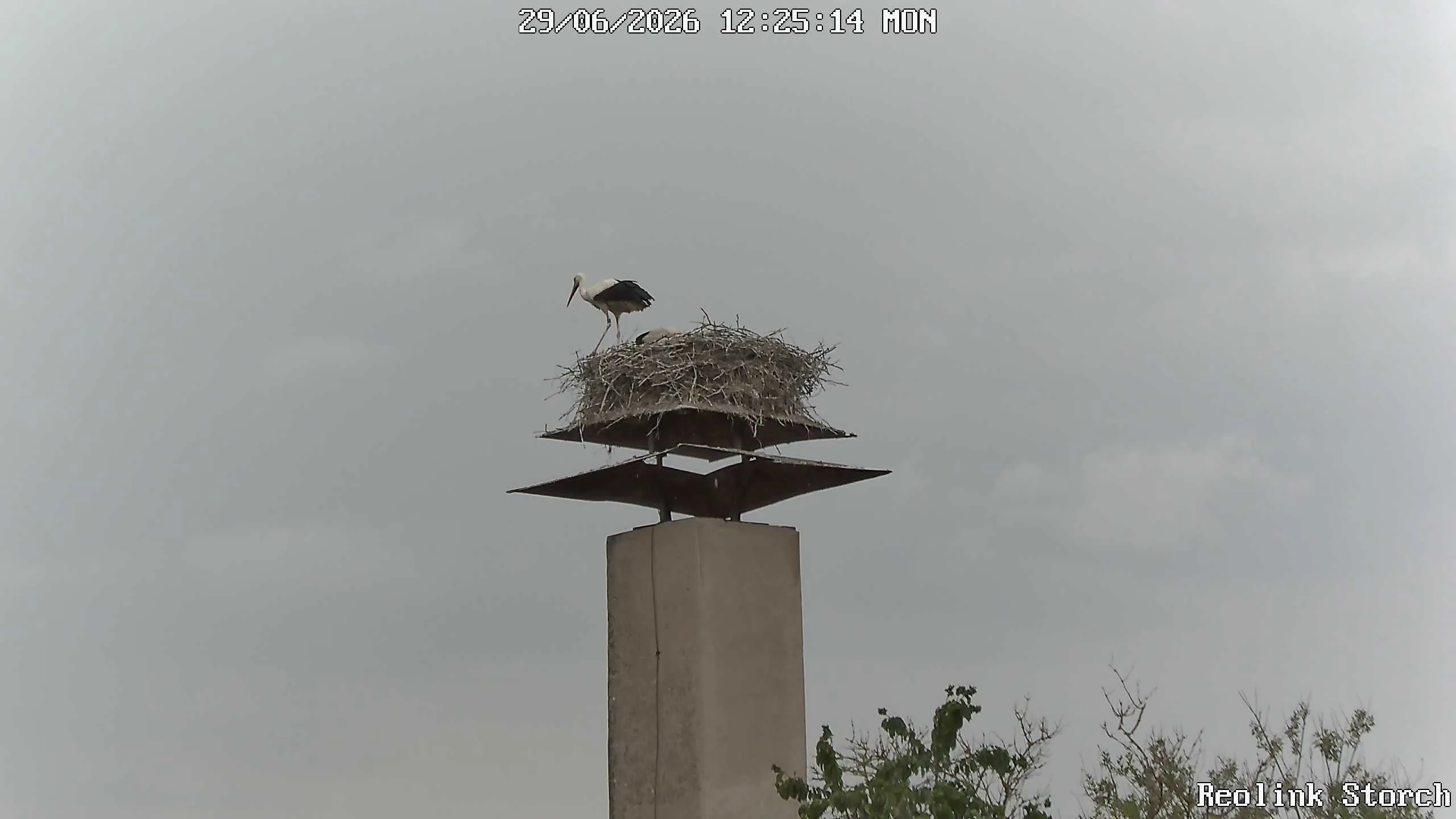 Storchencam Bild