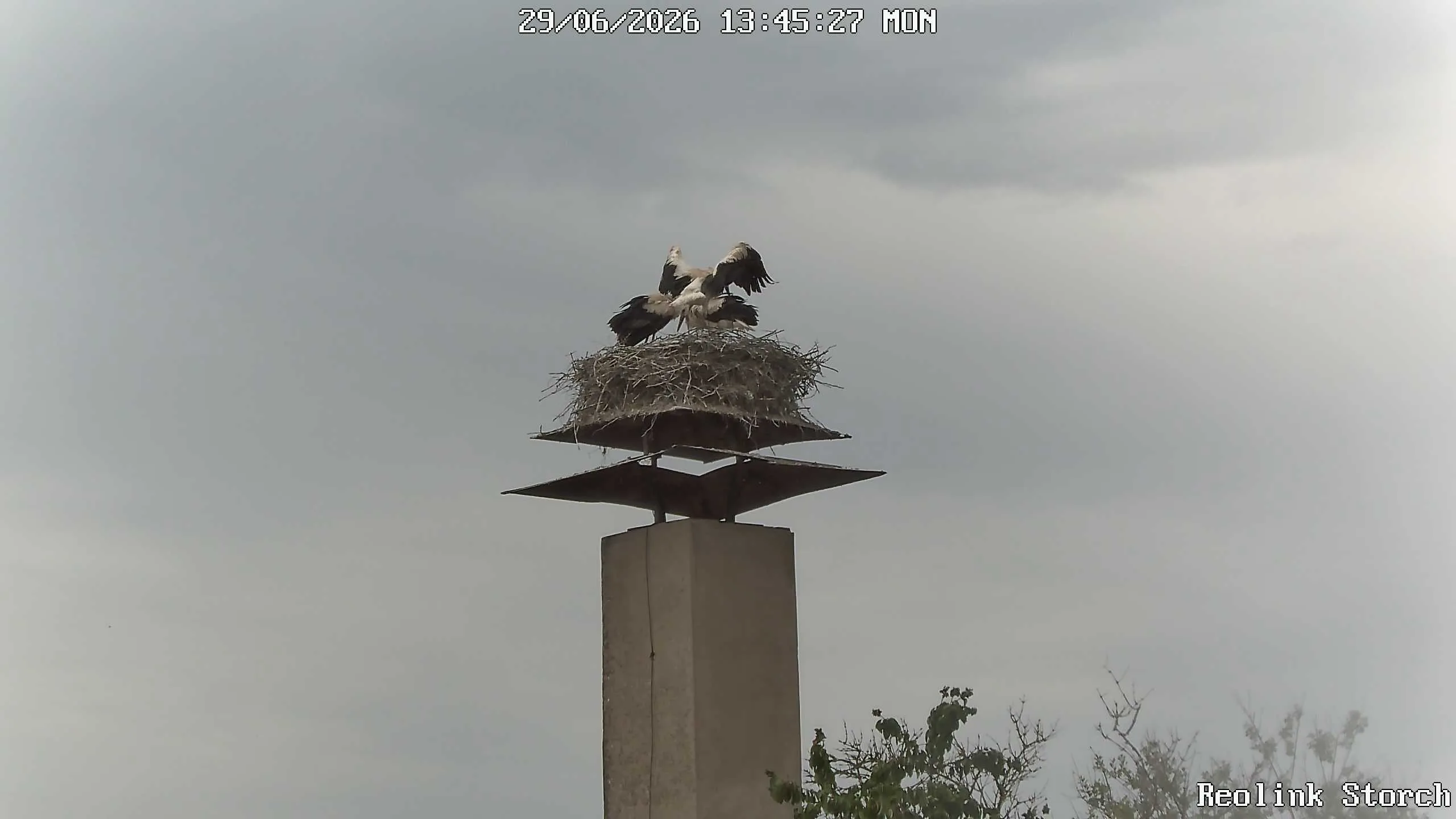 Storchencam Bild