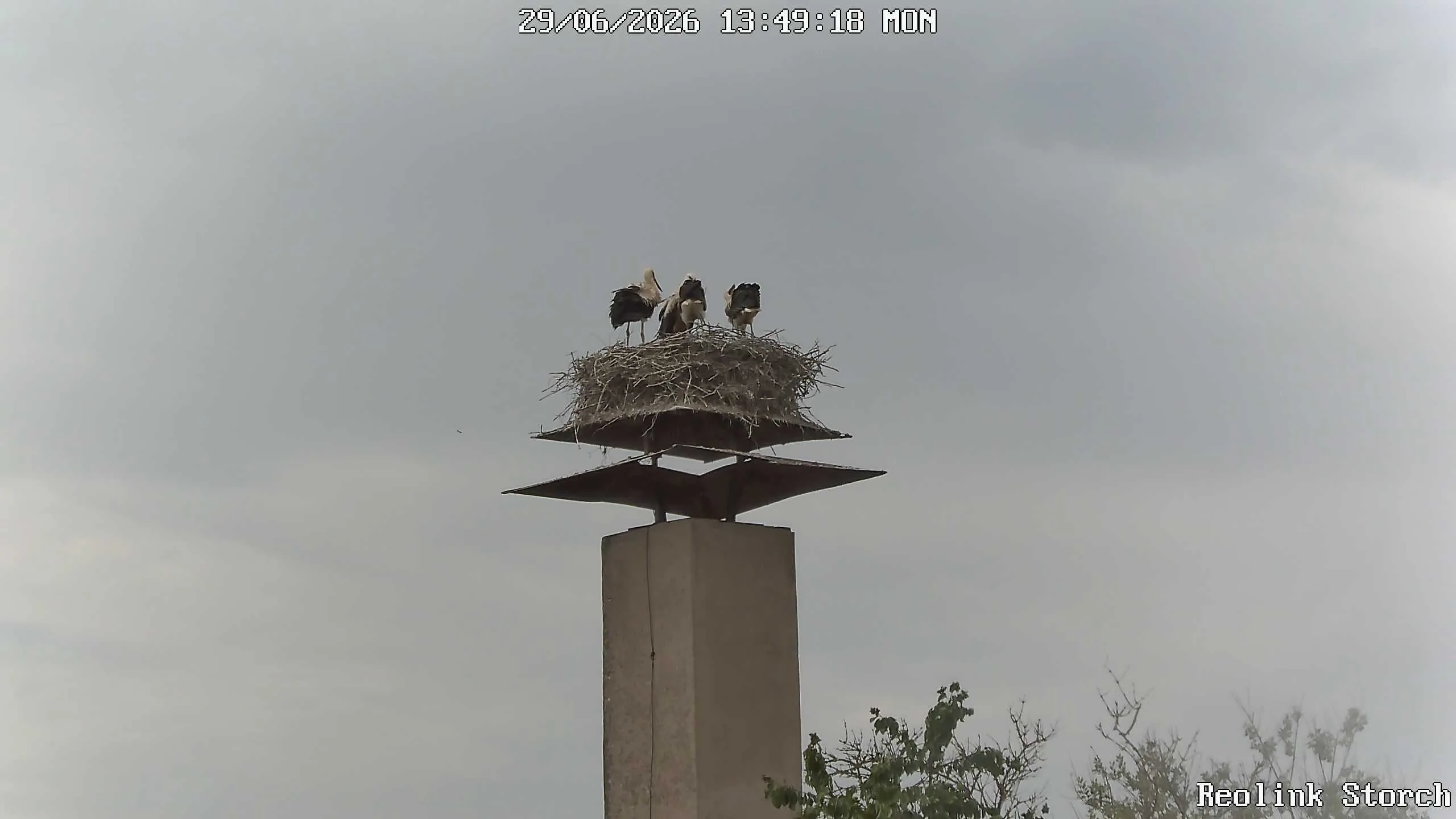 Storchencam Bild