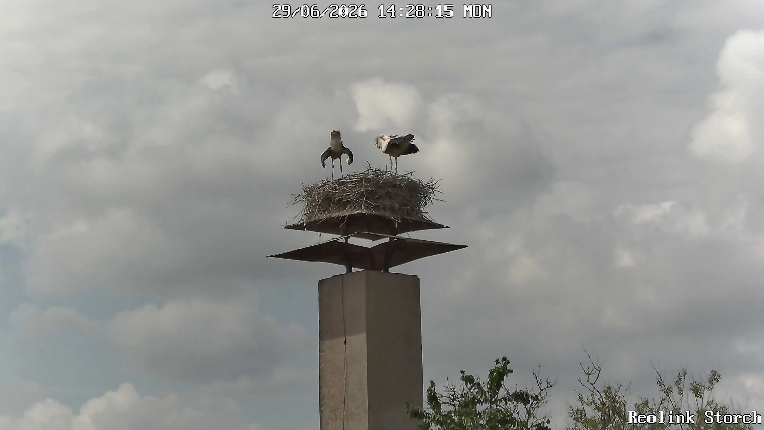Storchencam Bild